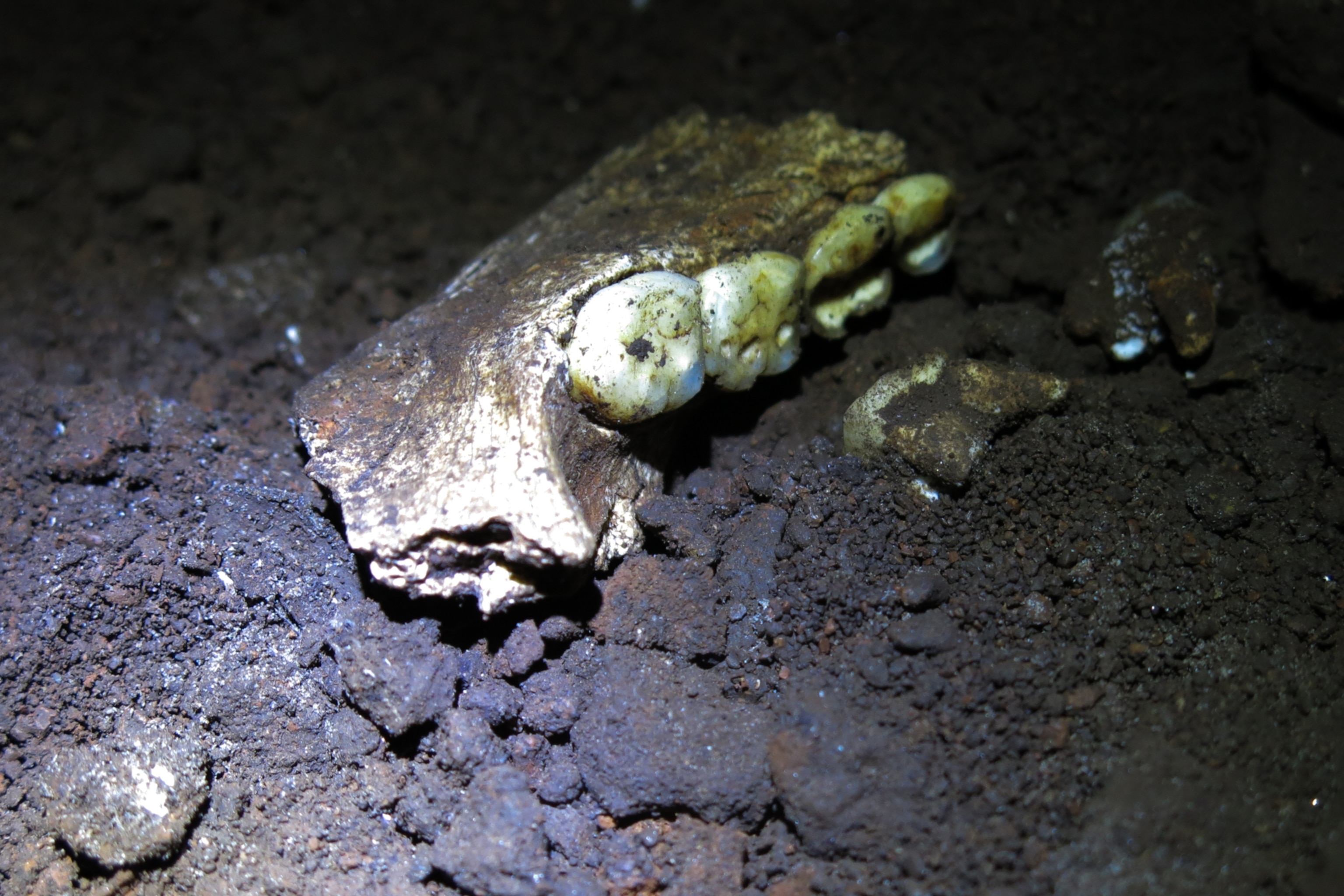 A close-up of a fossilized jawbone with several teeth partially buried in dark soil.