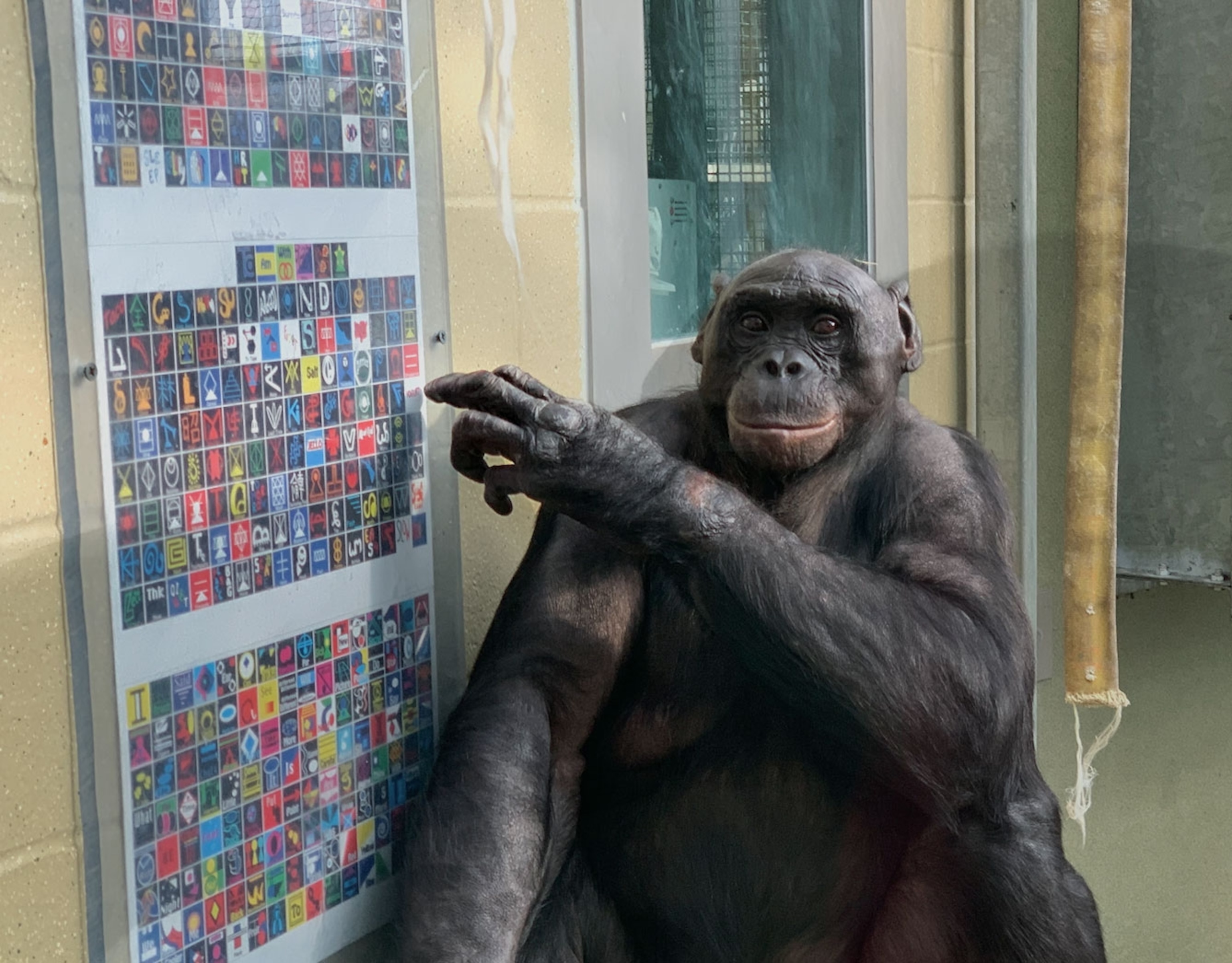 Kanzi points his finger on a diagram. 