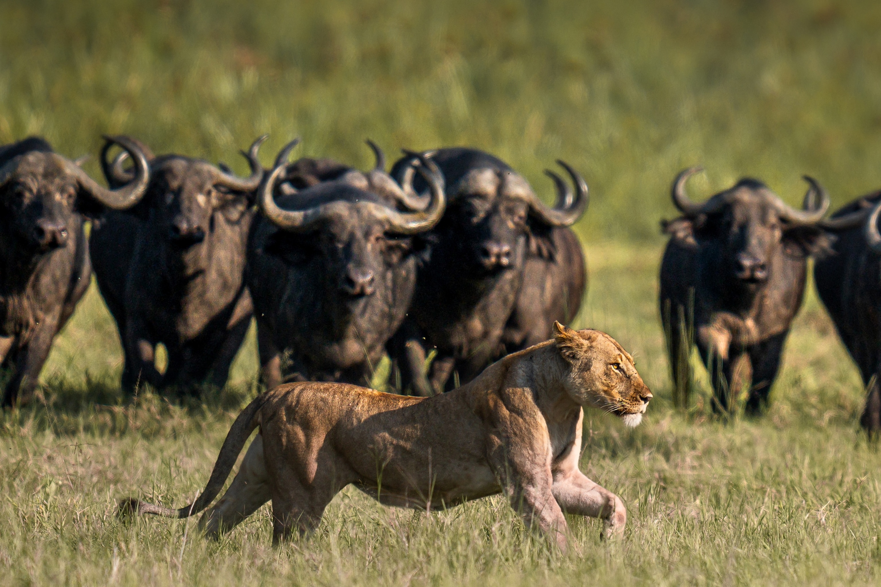 A lion walks past a herd of cape buffalo in Akagera National Park.