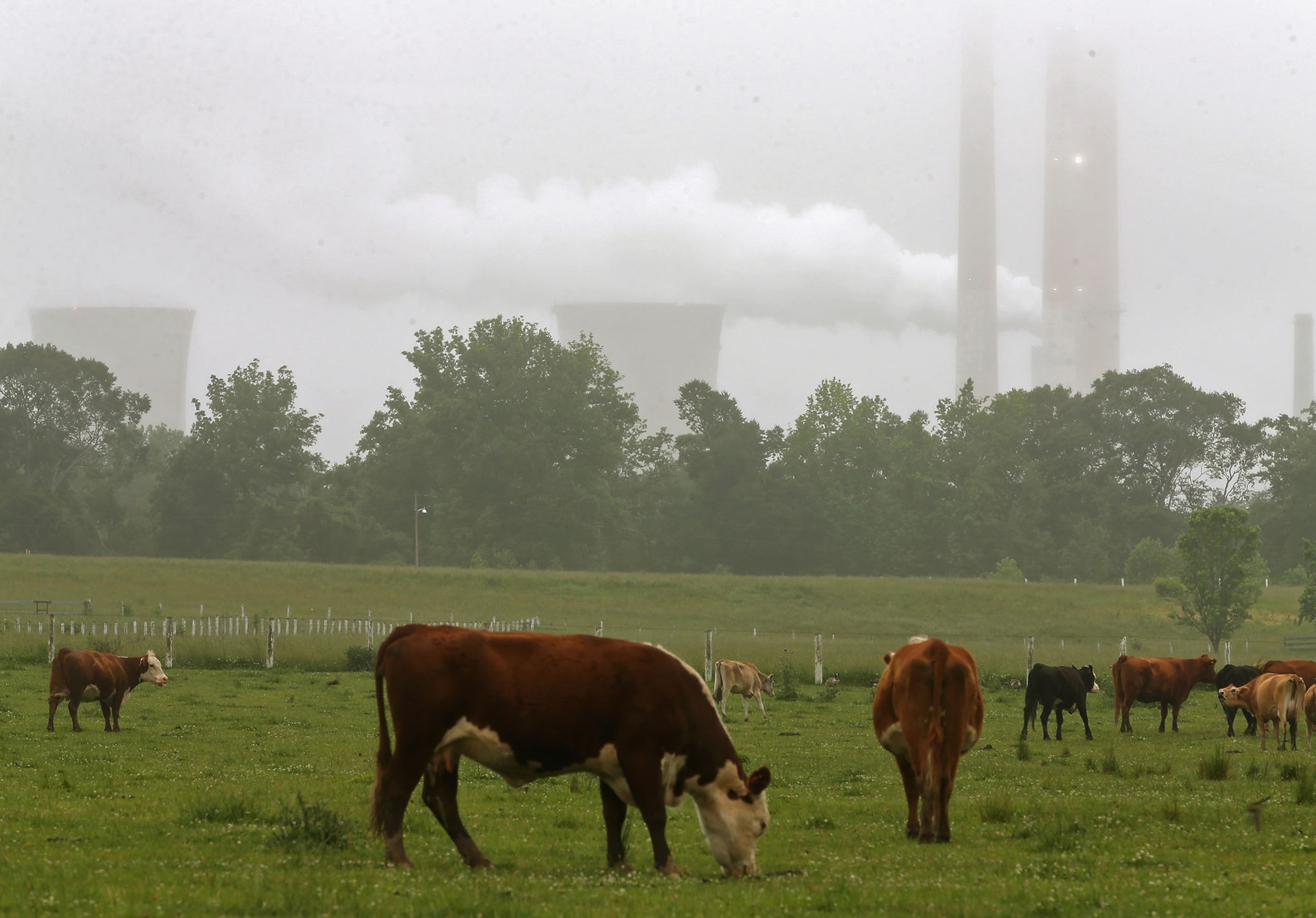 Cows graze in the shadow of the coal fired Chalk Point Generating Station, on May 29, 2014 in Benedict, Maryland. Next week President Obama is expected to announce new EPA plans to regulate carbon dioxide emissions from existing coal fired power plants. (Photo by Mark Wilson/Getty Images)