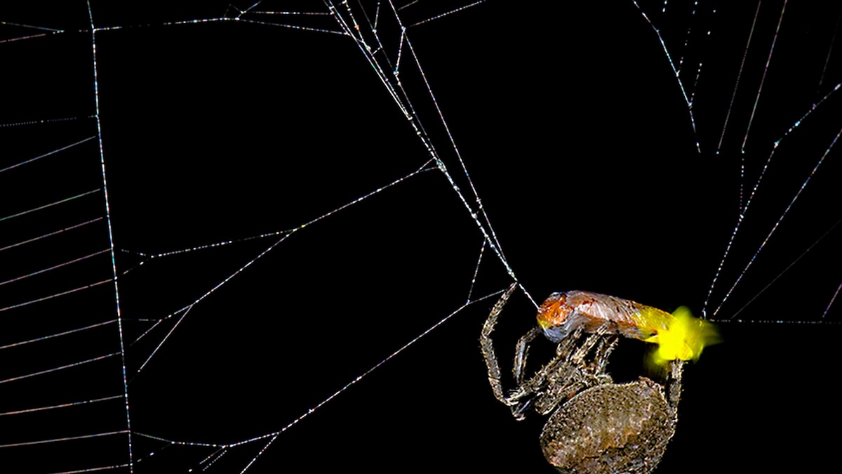 Spiders might entice male fireflies to their demise with a choice of affection