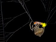 Goliath Bird Eating Spider Eating A Snake Goliath Bird Eating Spider Eating A Snake
