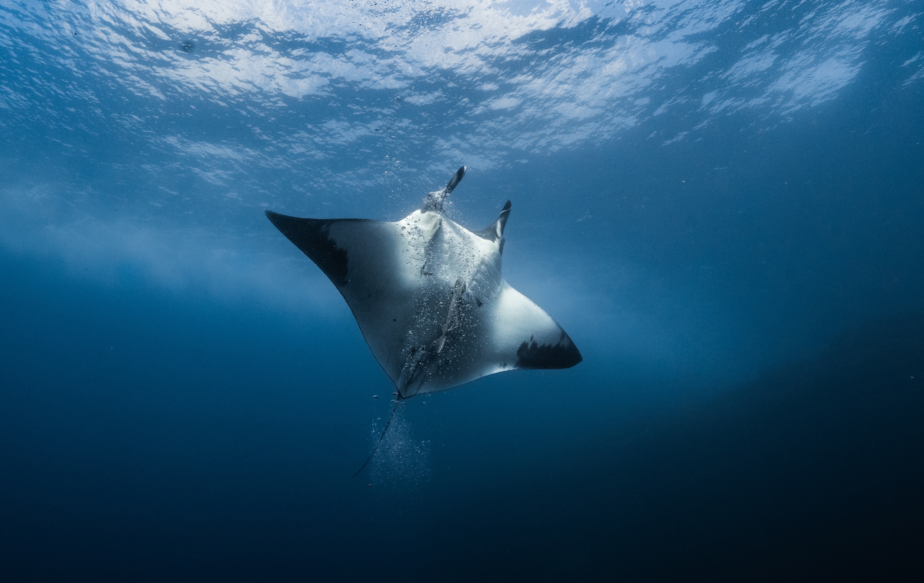 A graceful manta ray glides through deep blue ocean waters. Sunlight filters from above, casting rippling patterns on the water's surface