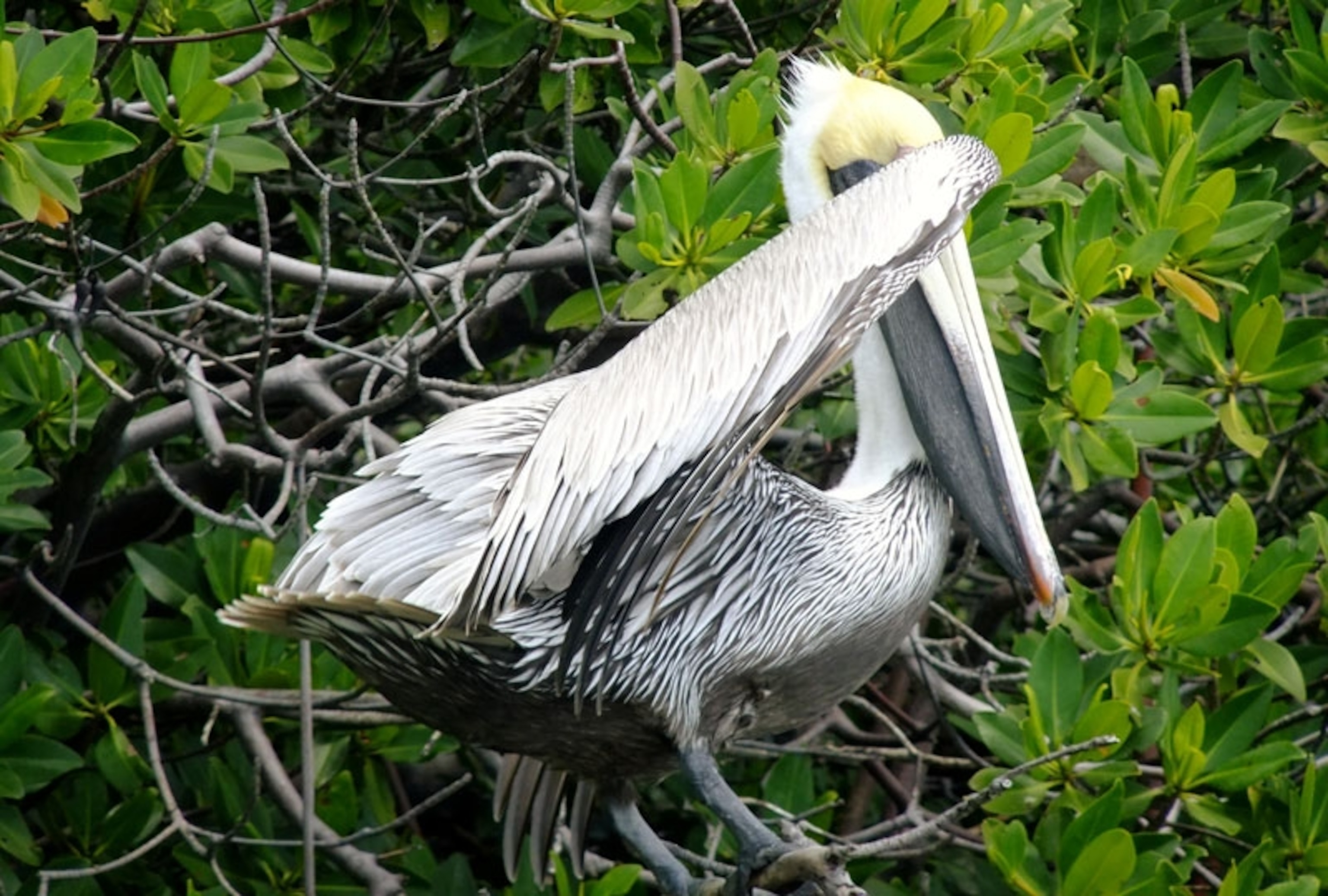 Shy brown pelican