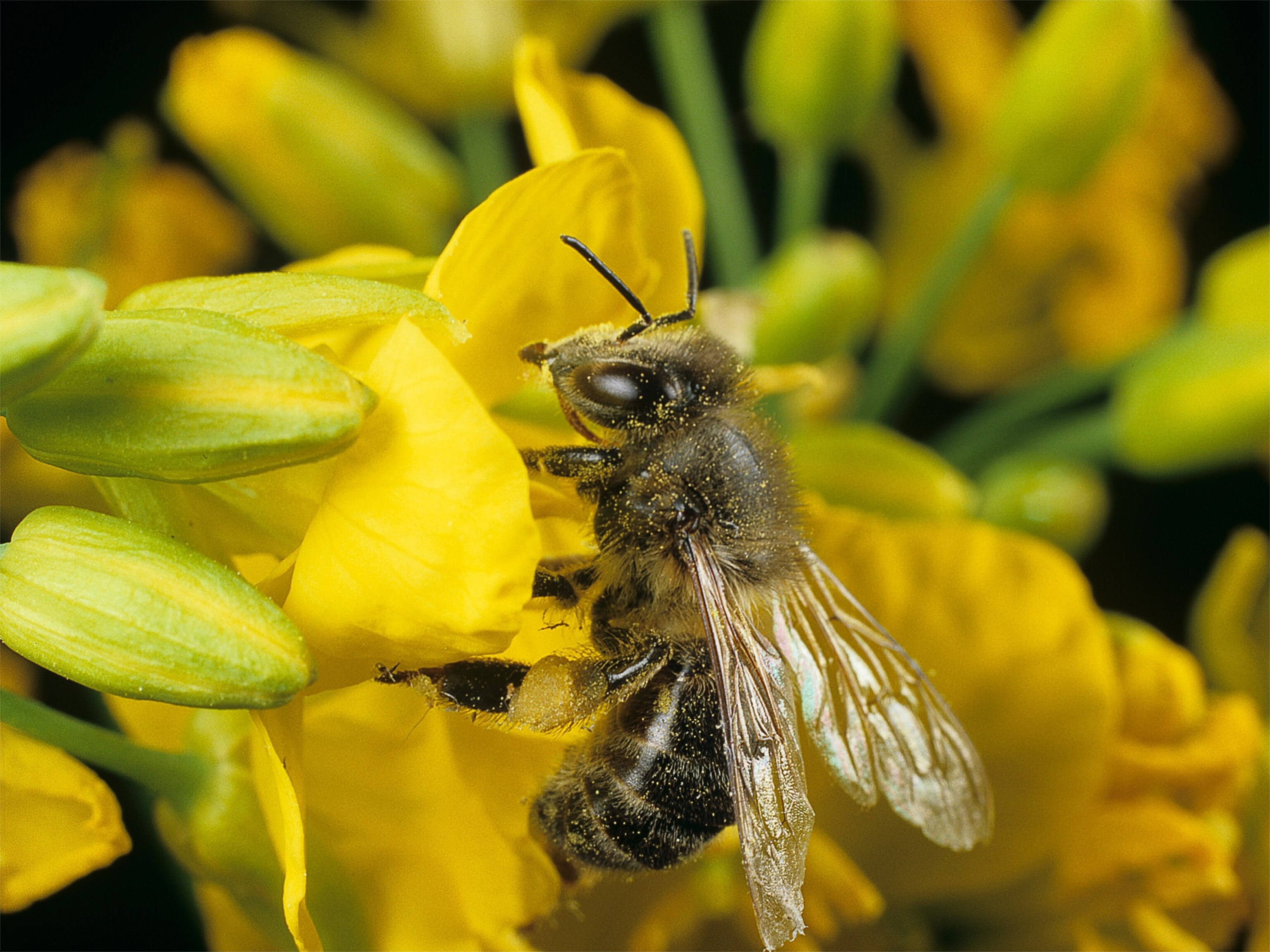 A honeybee investigates an oilseed rape flower.