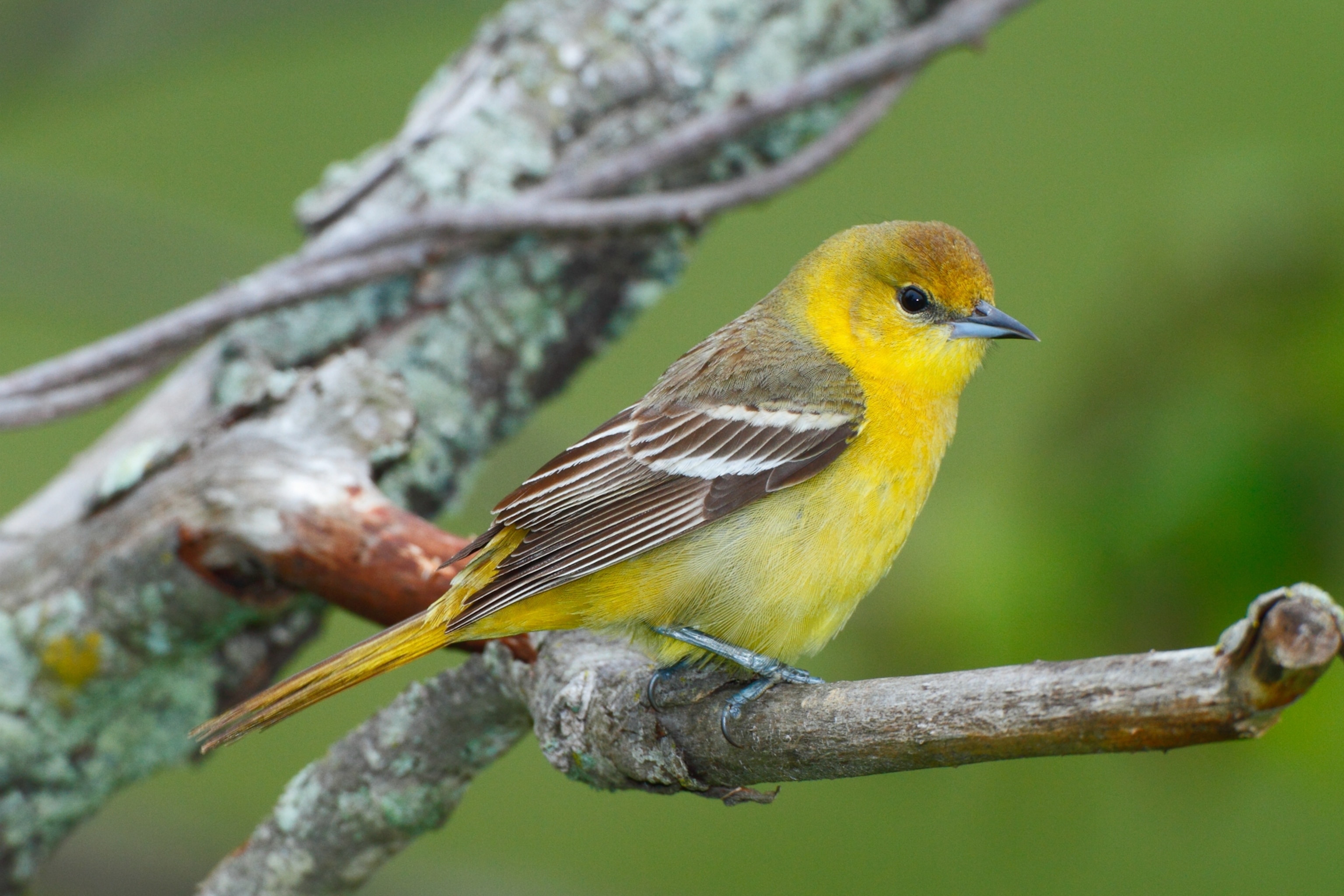 Female Orchard oriole, Icterus spurius, perched on a dead tree limb. ; Howard County, Maryland.
