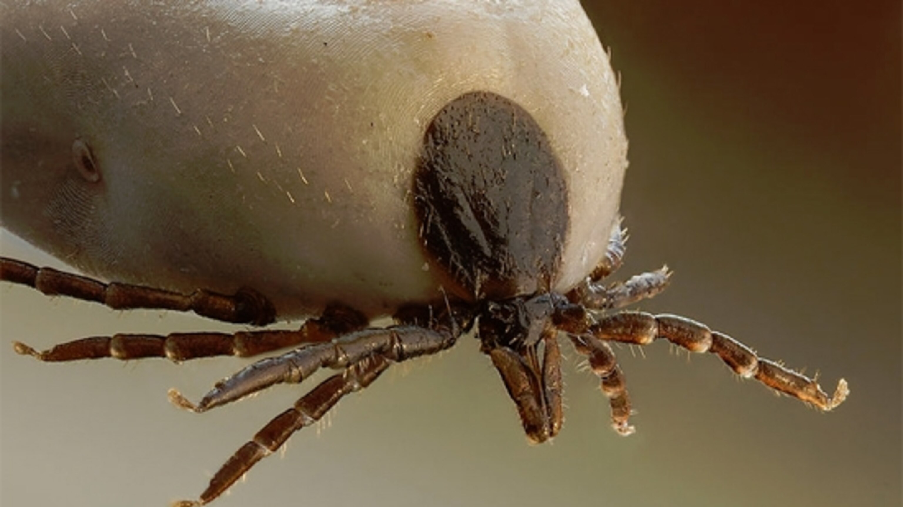 Here S What Happens When A Tick Bites You