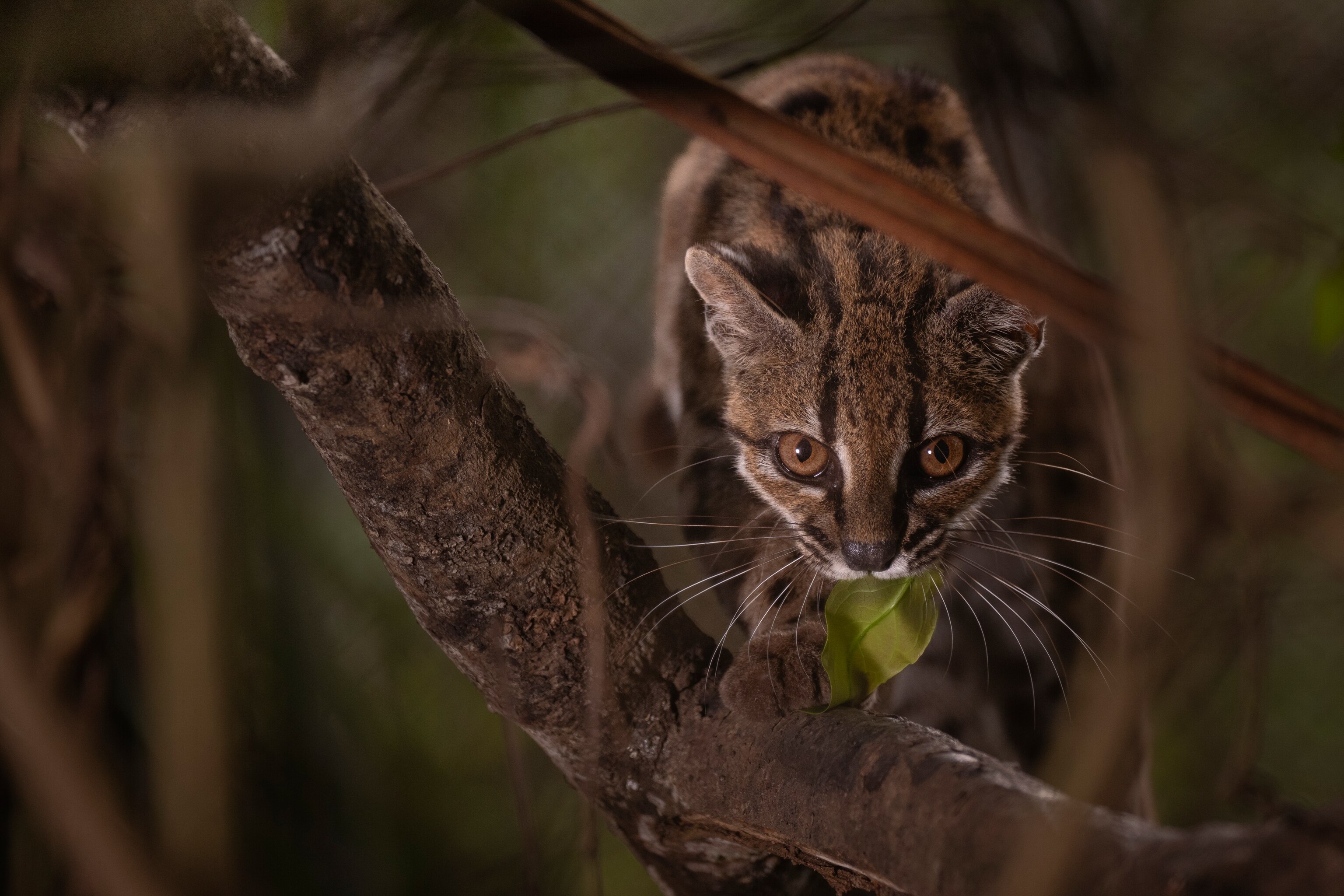A tan and black spotted cat crawls down the branch of a tree.