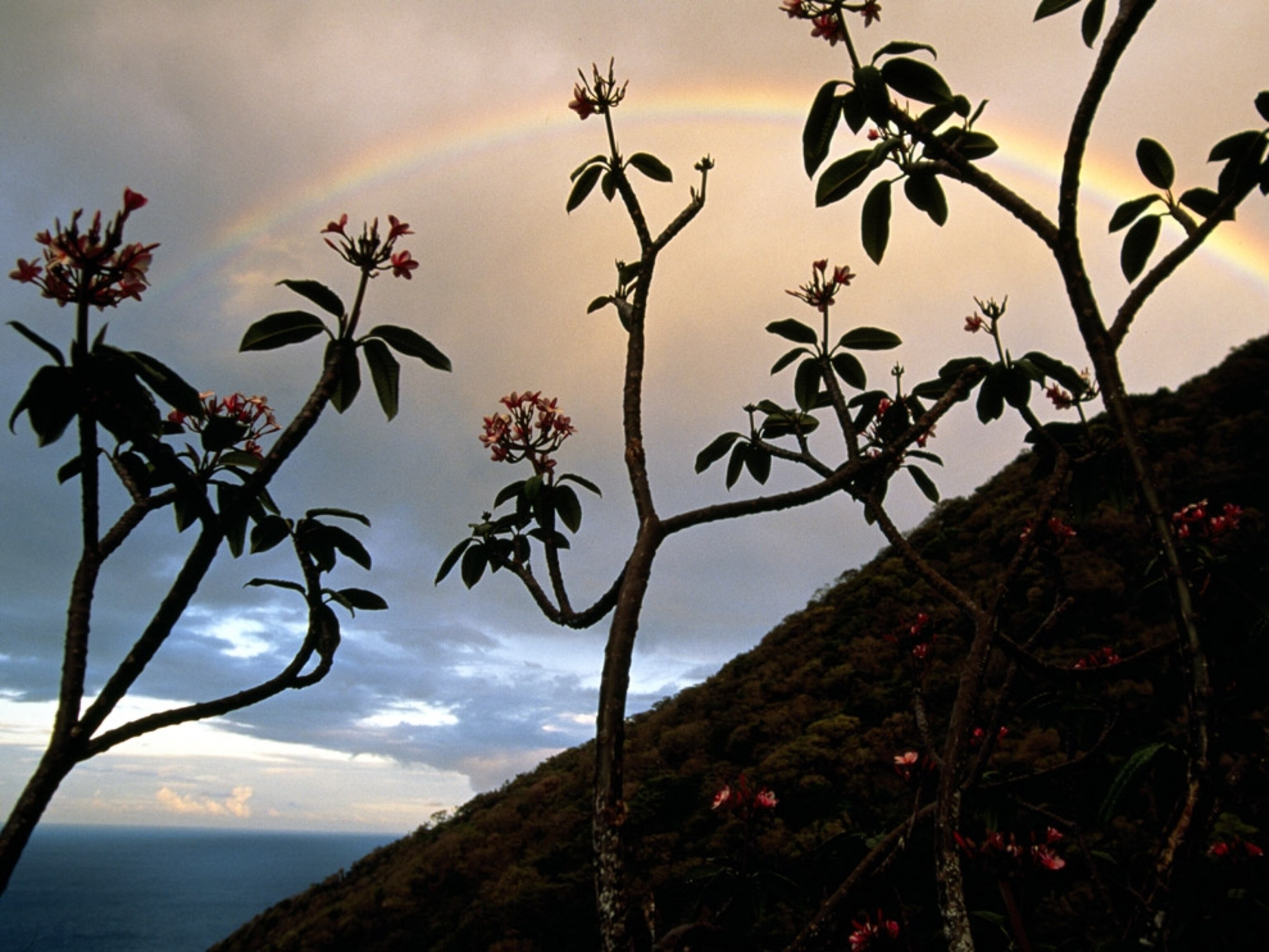 Rainbow over trees