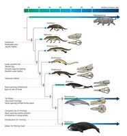 Evolutionary Tree Blue Whale At Ruth Townsend Blog