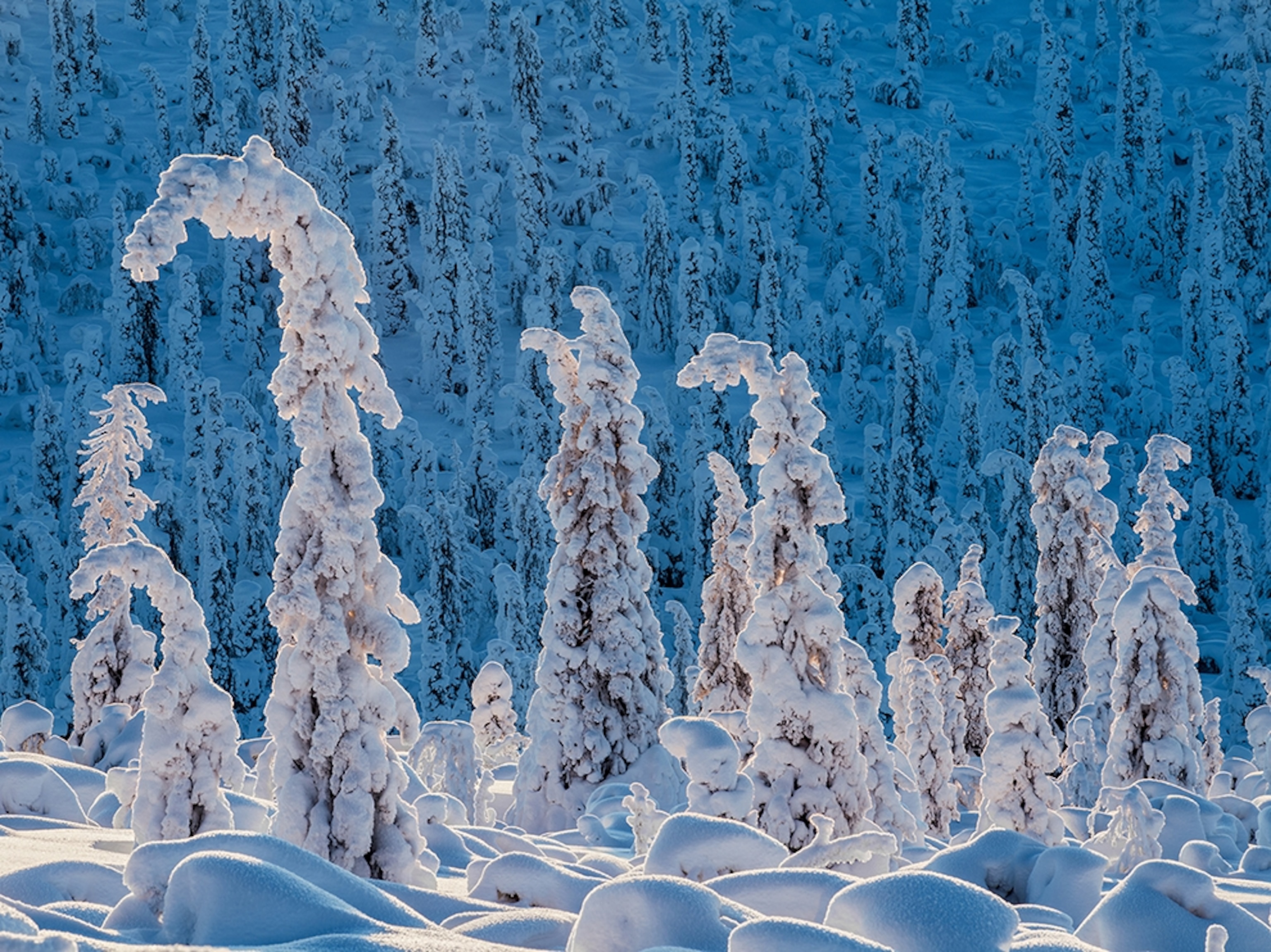 snow-covered Norway spruces in Sweden