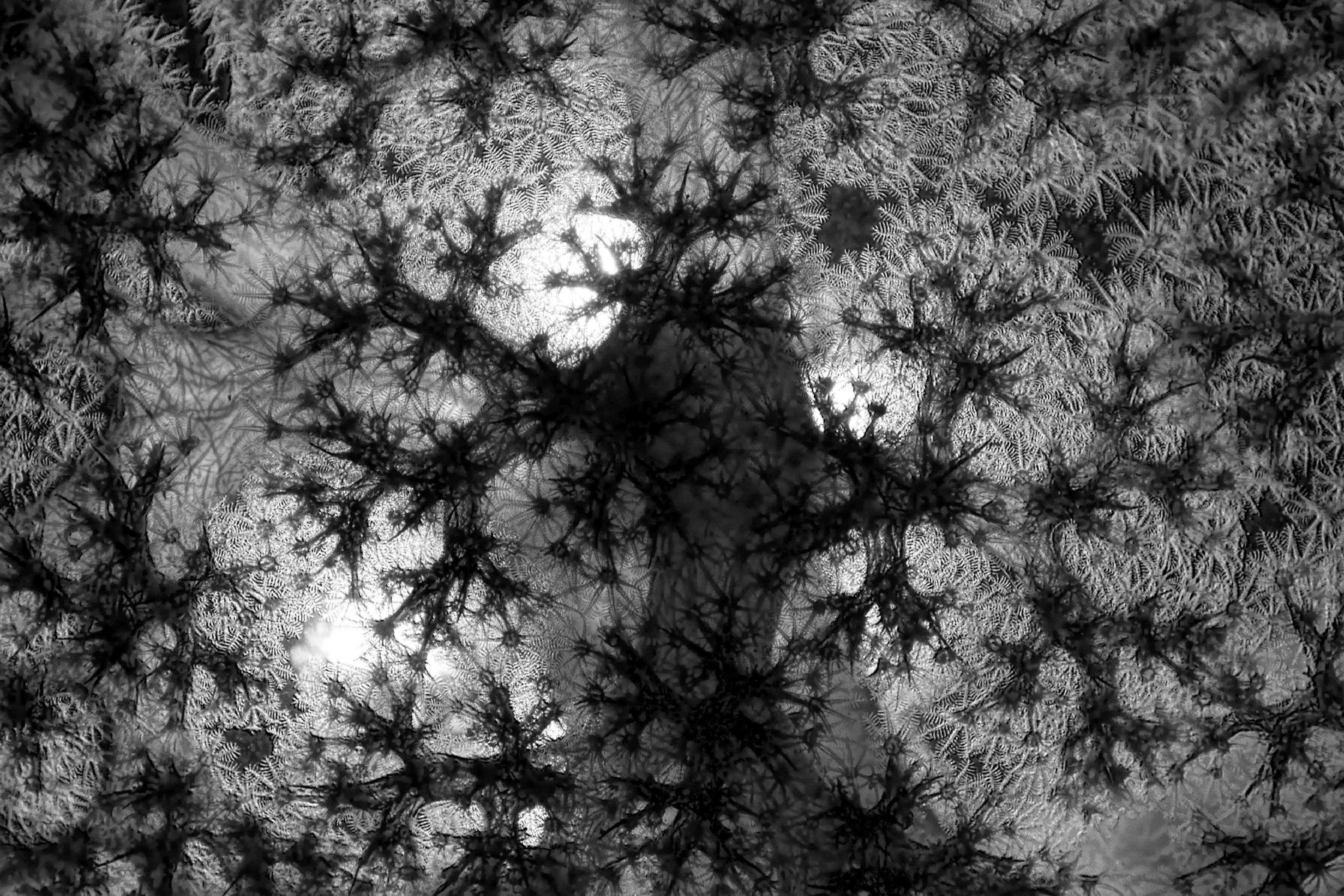 a soft coral in black and white