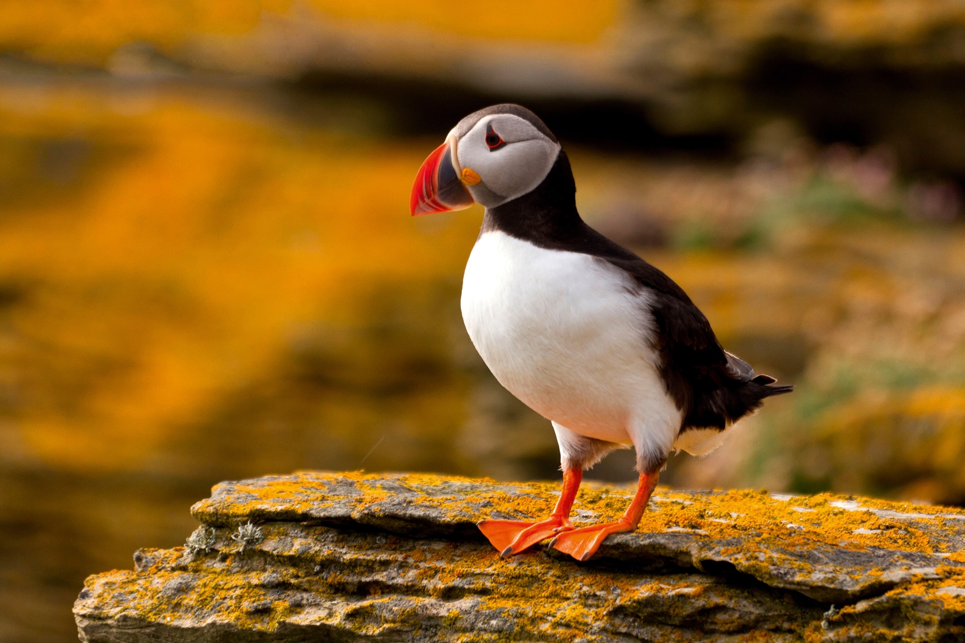 A close-up of a puffin standing on the top of a stone cliff.