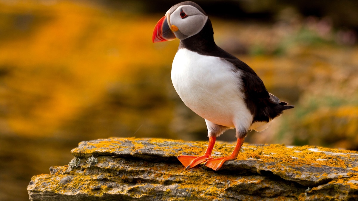 Want to see puffins? Then head to Scotland's wild Orkney Islands