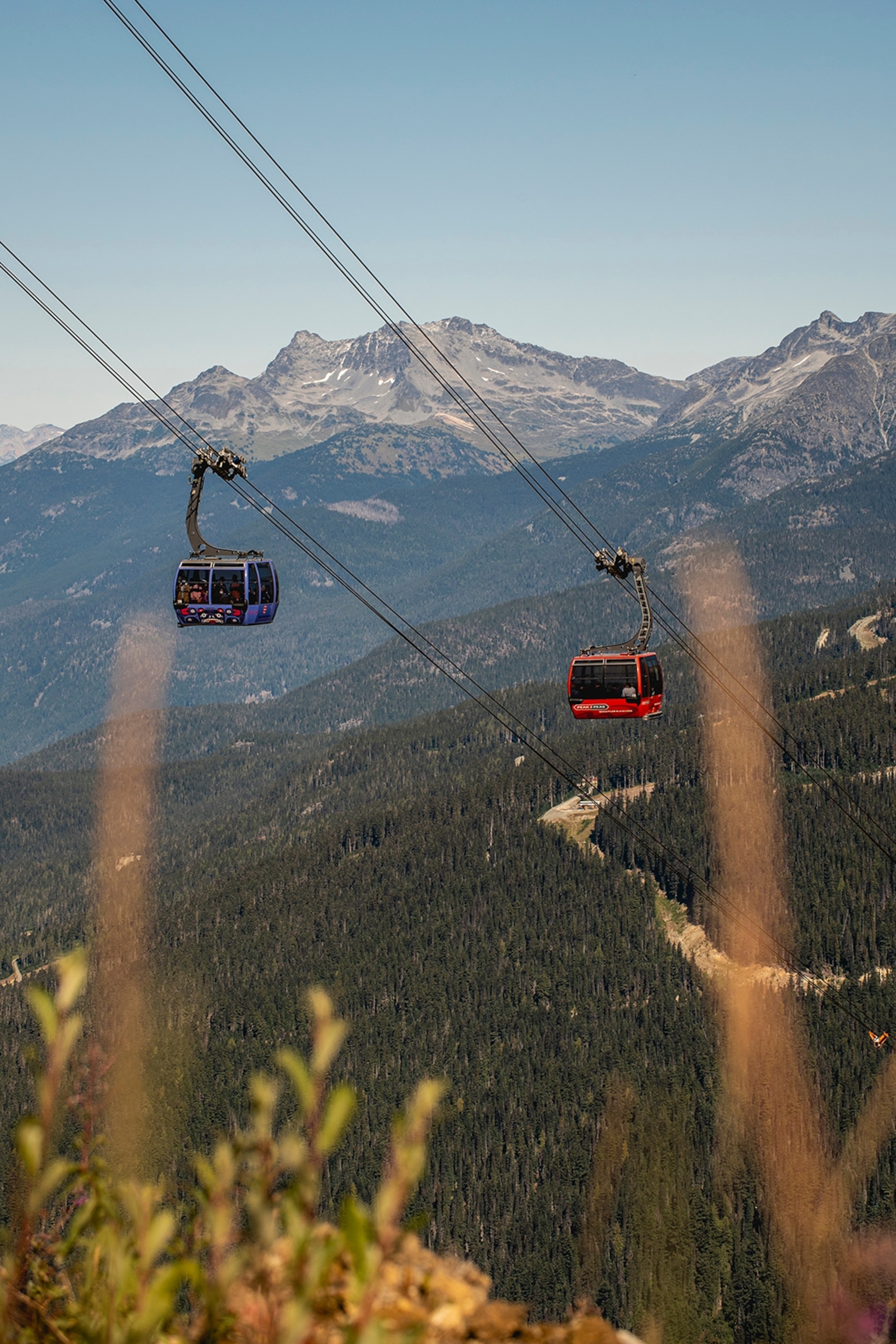 Two gondola's going up and down the side of a mountain carpeted with pine forests.