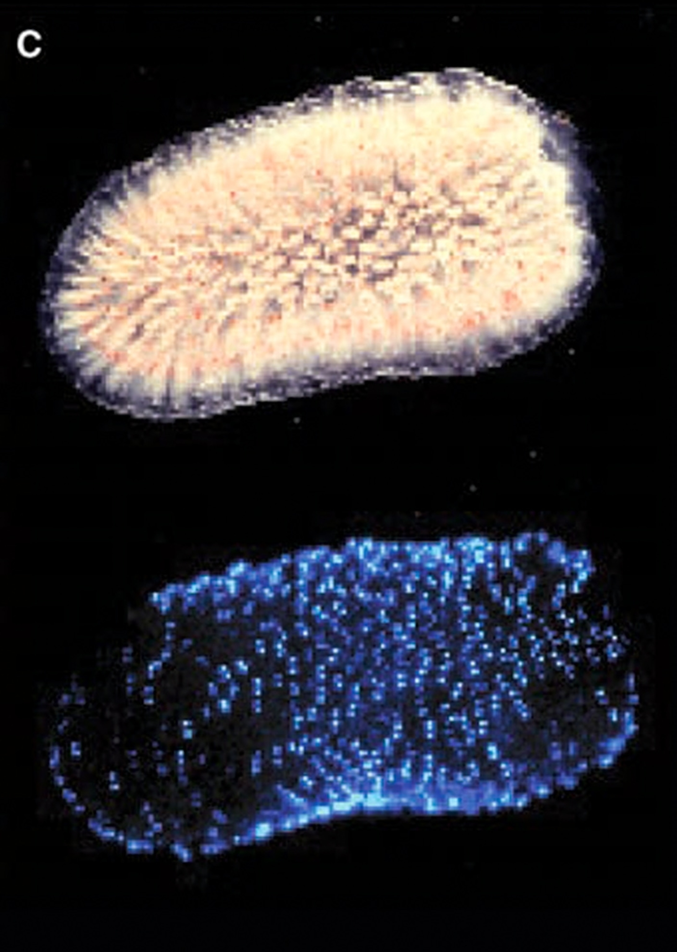 a bioluminescent marine tunicate.