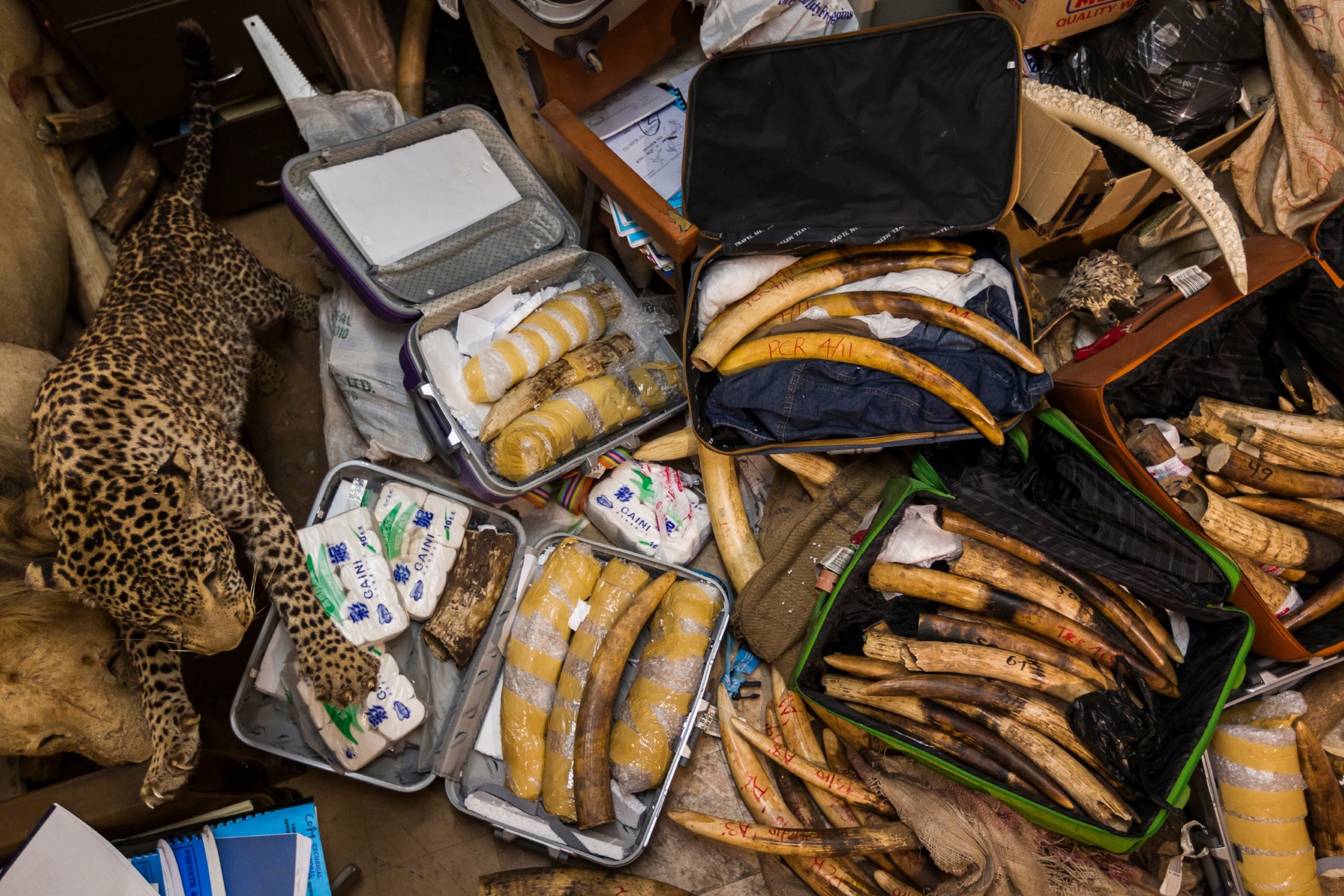 seized ivory in Kenya