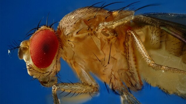Starving Flies Must Shut Down Long Term Memories Or Die