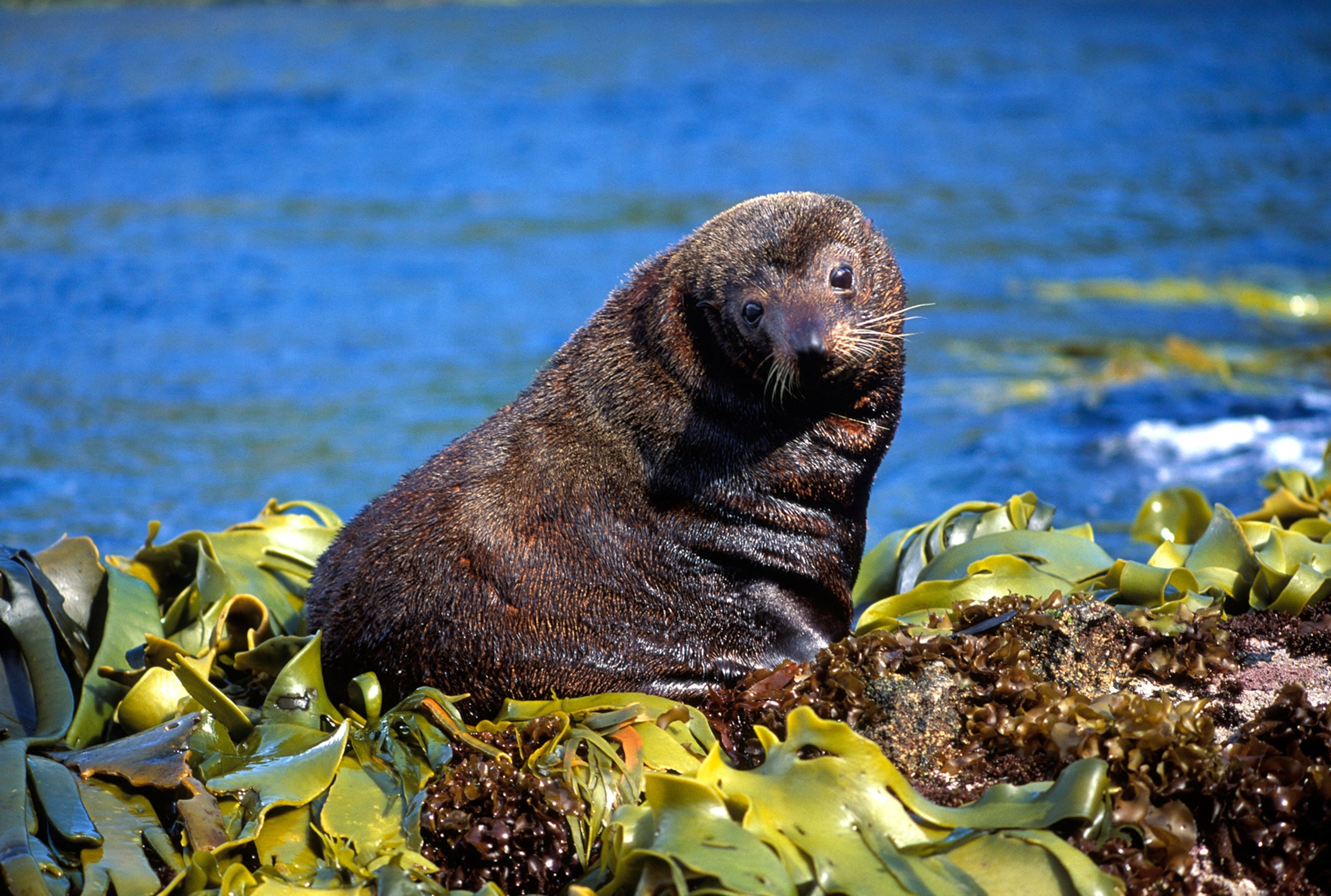 A brown furry seal rests atop a bed of yellow-green sea kelp, head turned toward the camera, the ocean stretches out in the background.