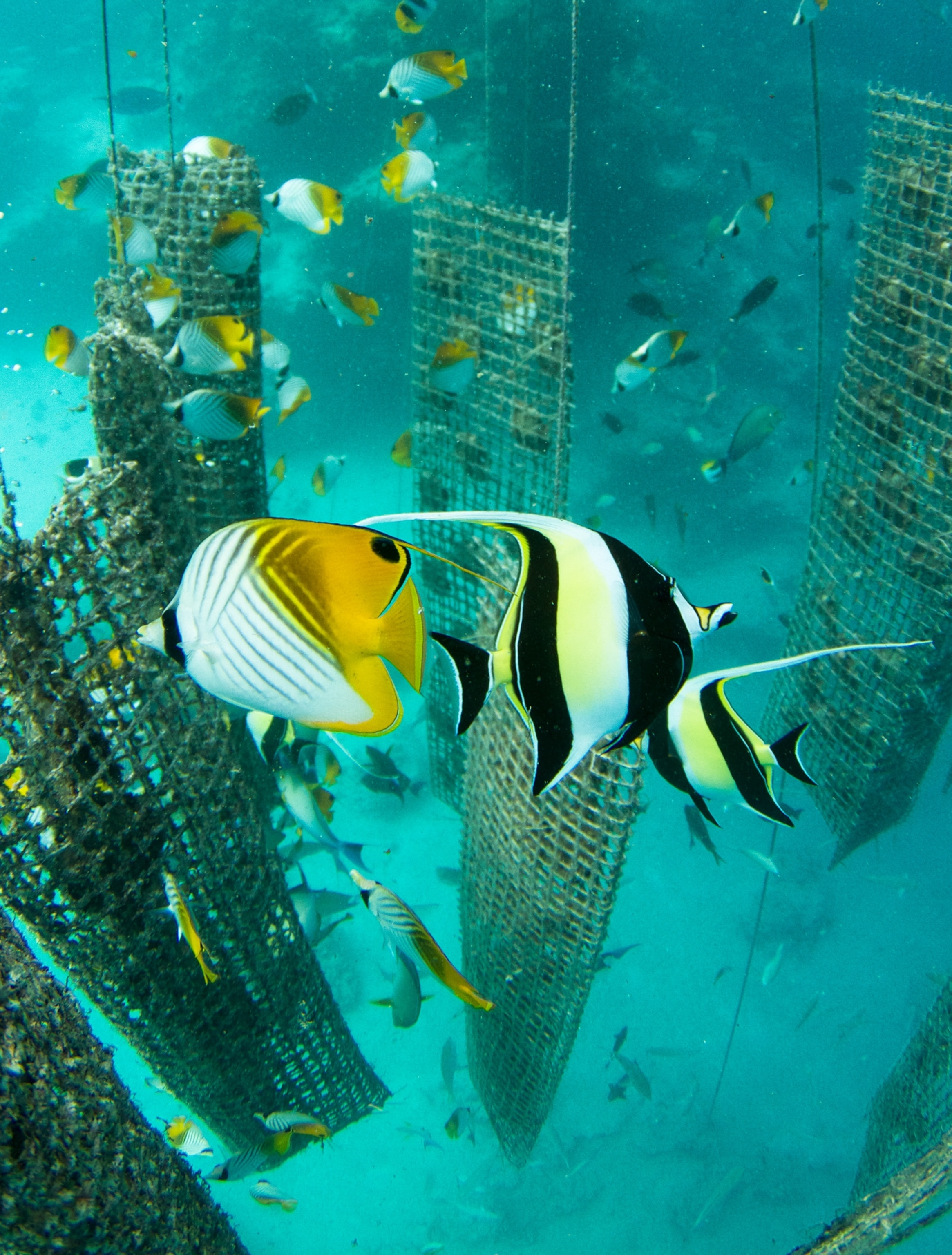 Pearl Farming - Picture of oyster baskets at Kamoka Farm and butterfly fish and moorish idols
