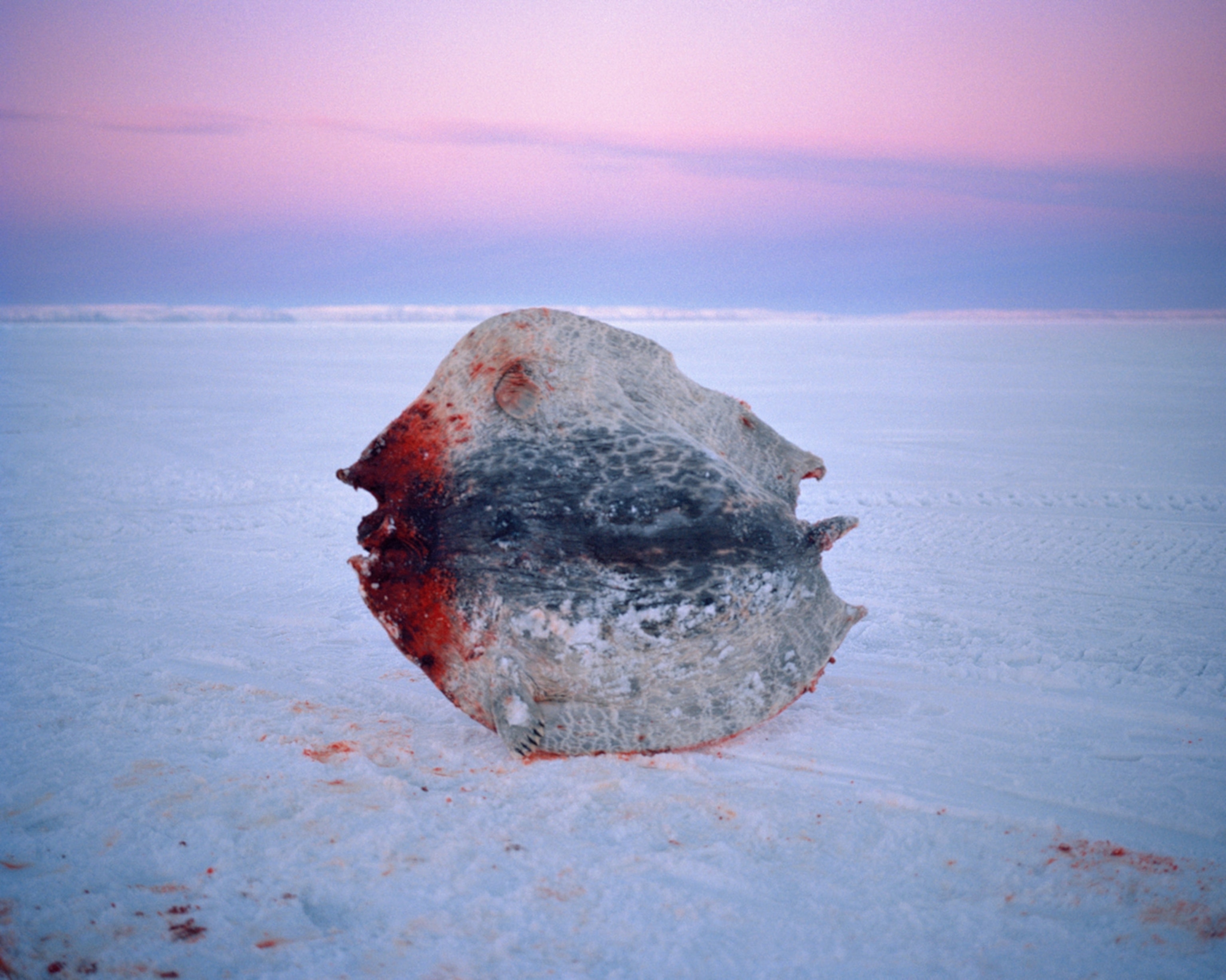 frozen seal skin