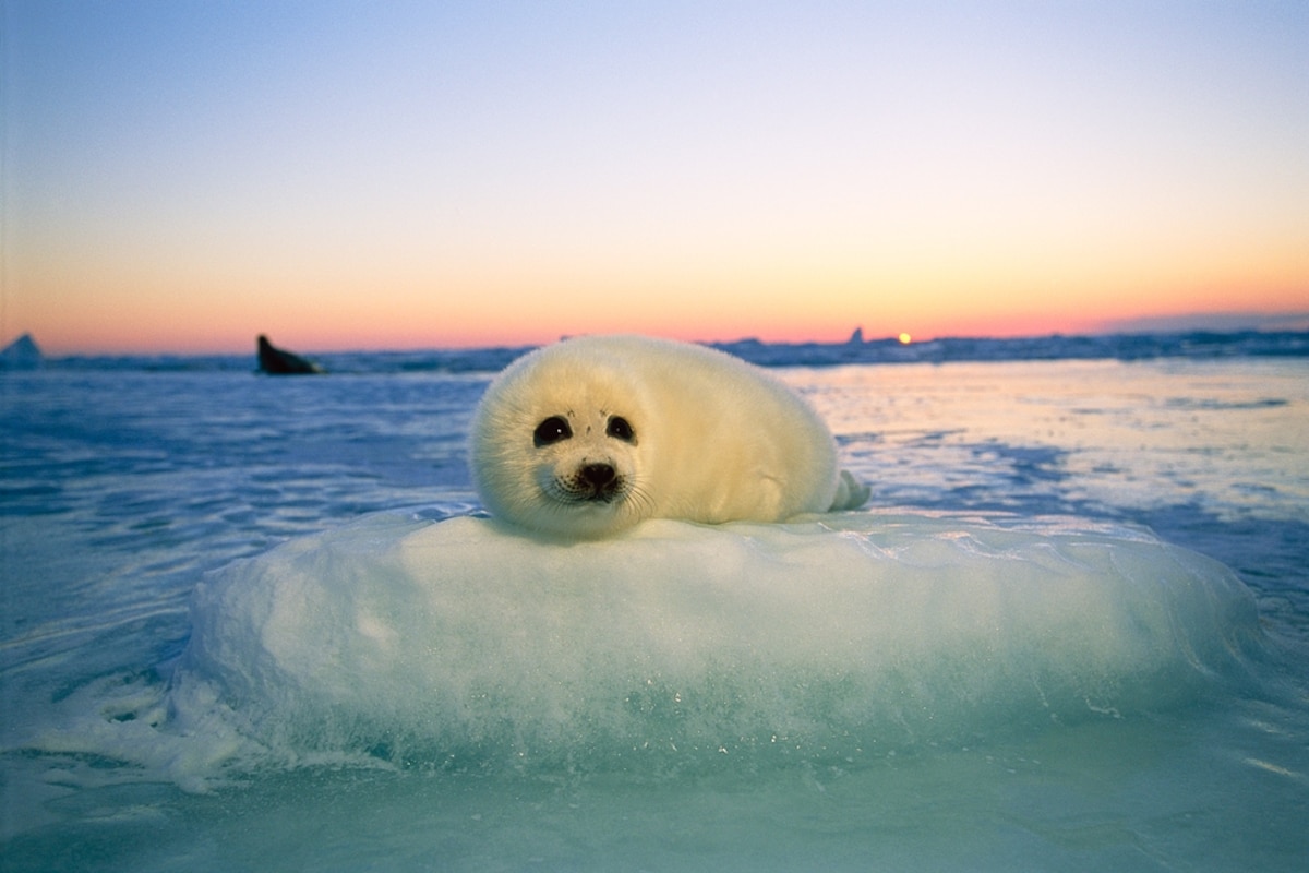 Baby Harp Seals Being Drowned, Crushed Amid Melting Ice