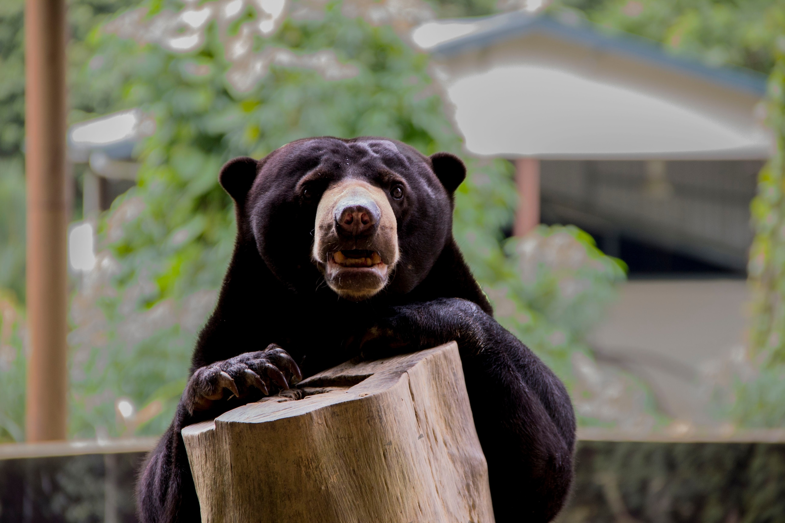 Sun Bear | National Geographic | National Geographic