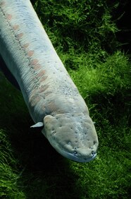The Shocking Ways Wild Animals Use Electricity National Geographic