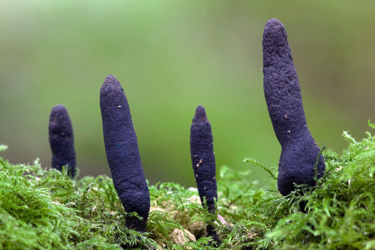 These Bizarre Fungi Resemble Corpse Fingers, UFOs, Tongues