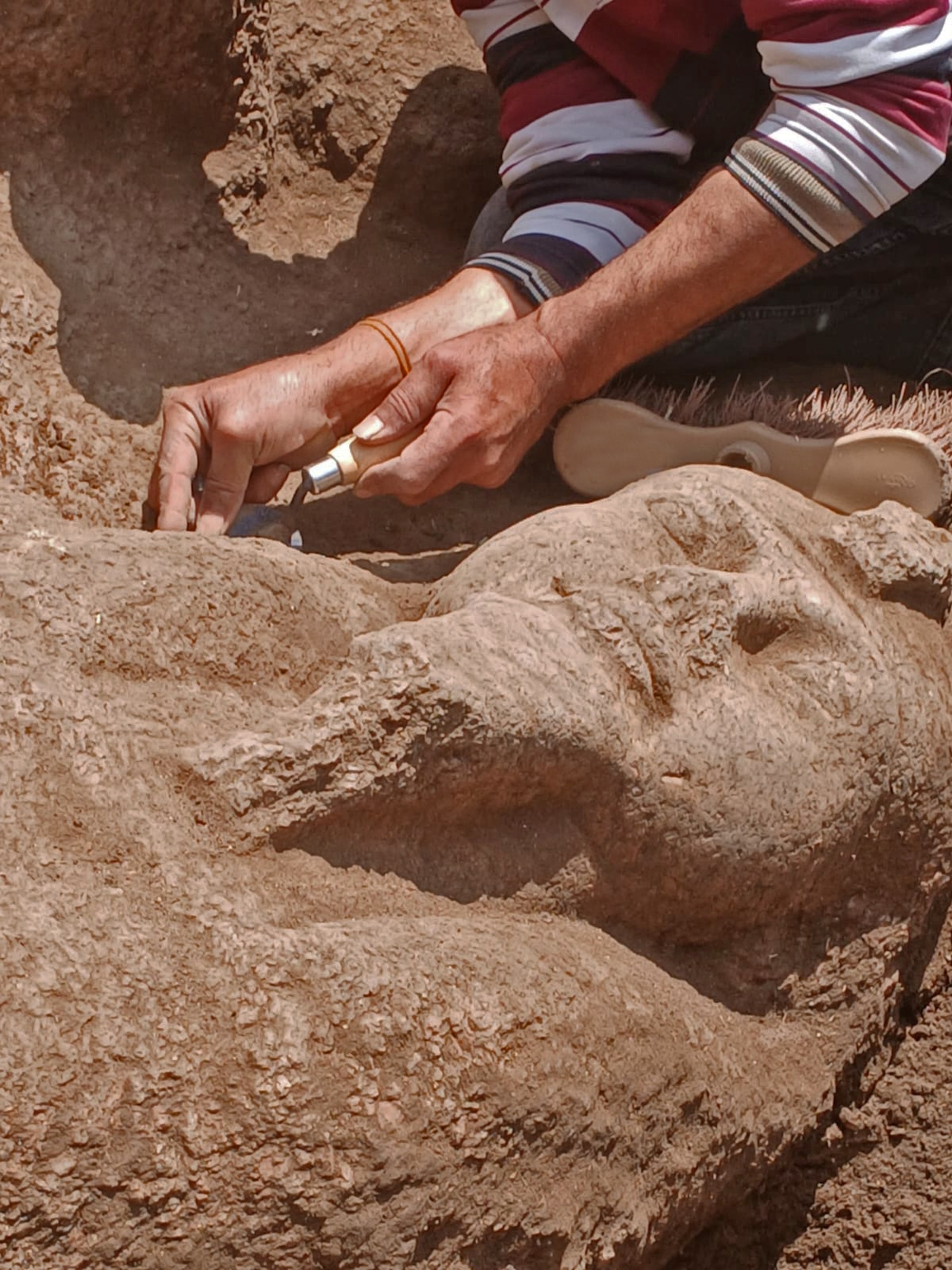 The statue of Ramesses II during discovery