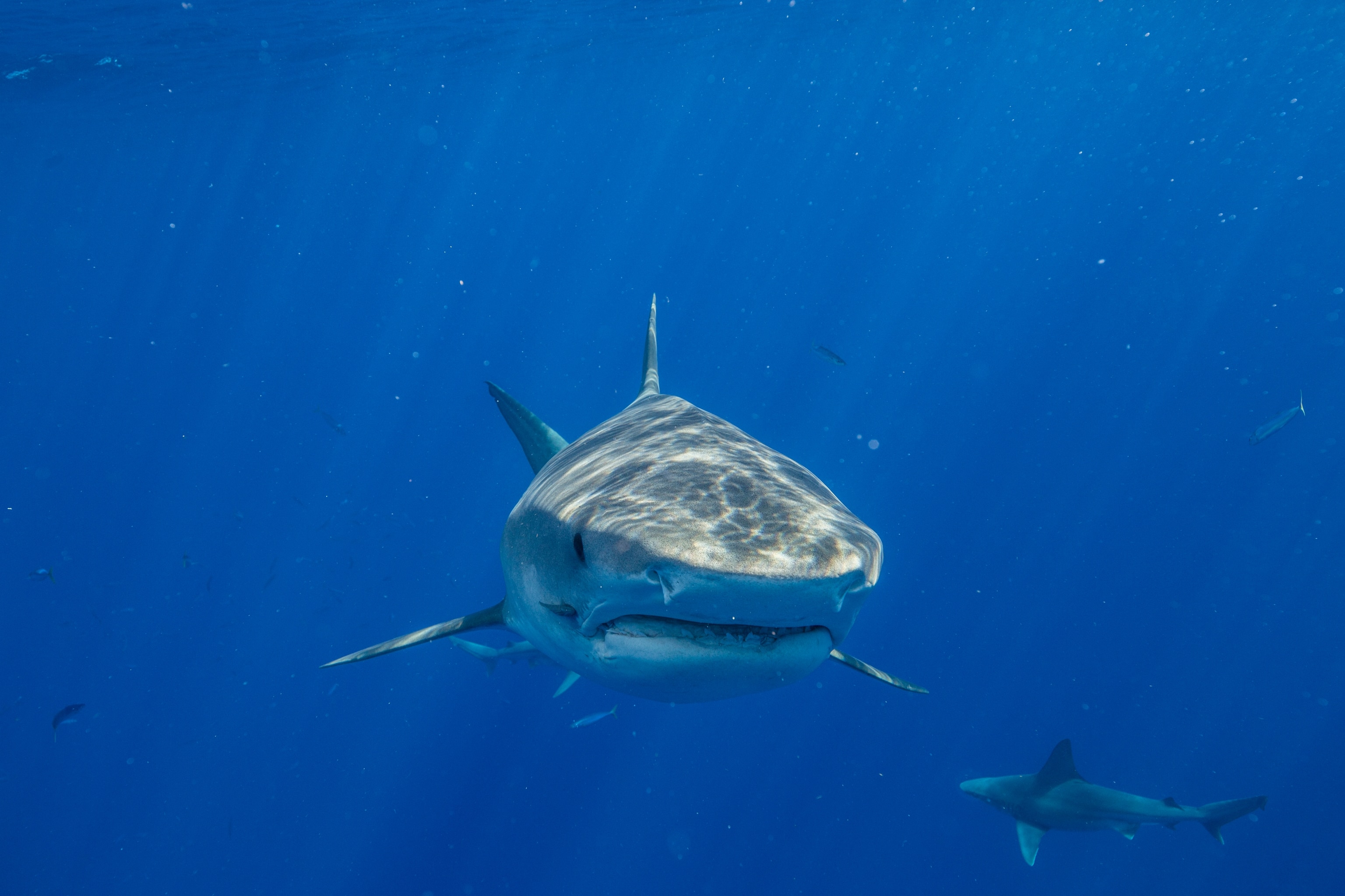 A tiger shark in the waters off Oahu Island, Hawaii.