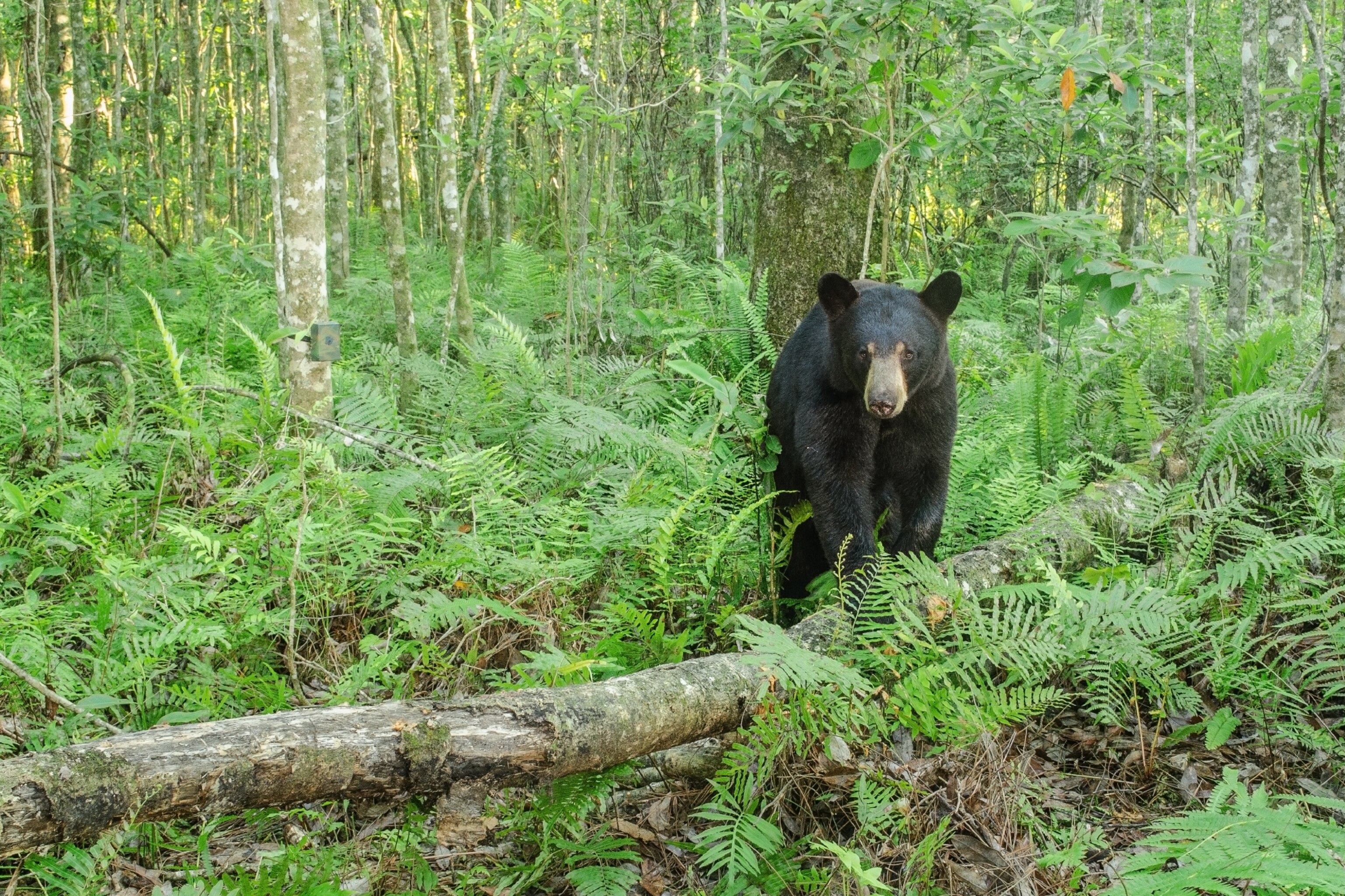 Black Bears Are Rebounding—What Does That Mean For People?