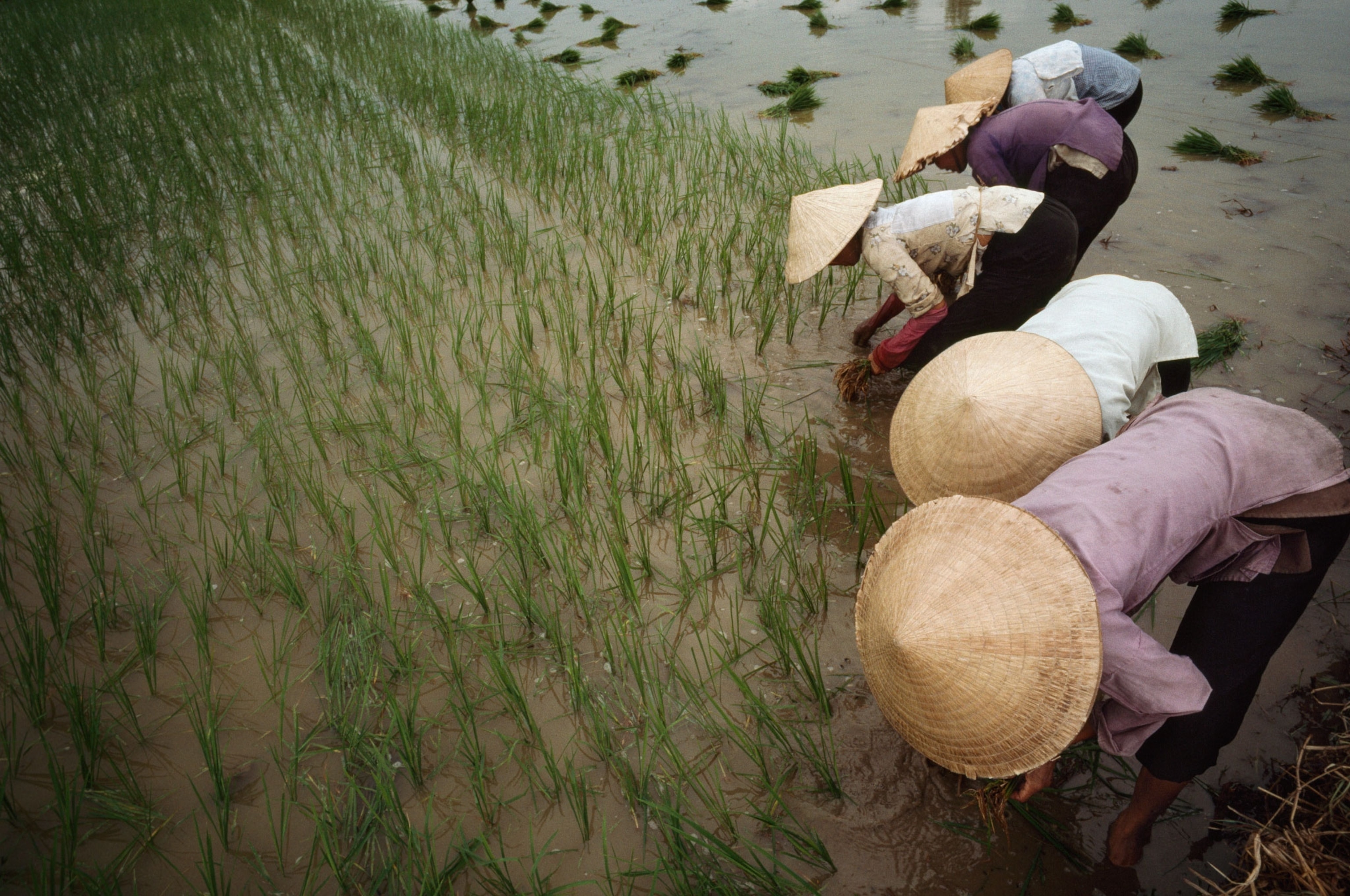 vietnamese women working in rice field