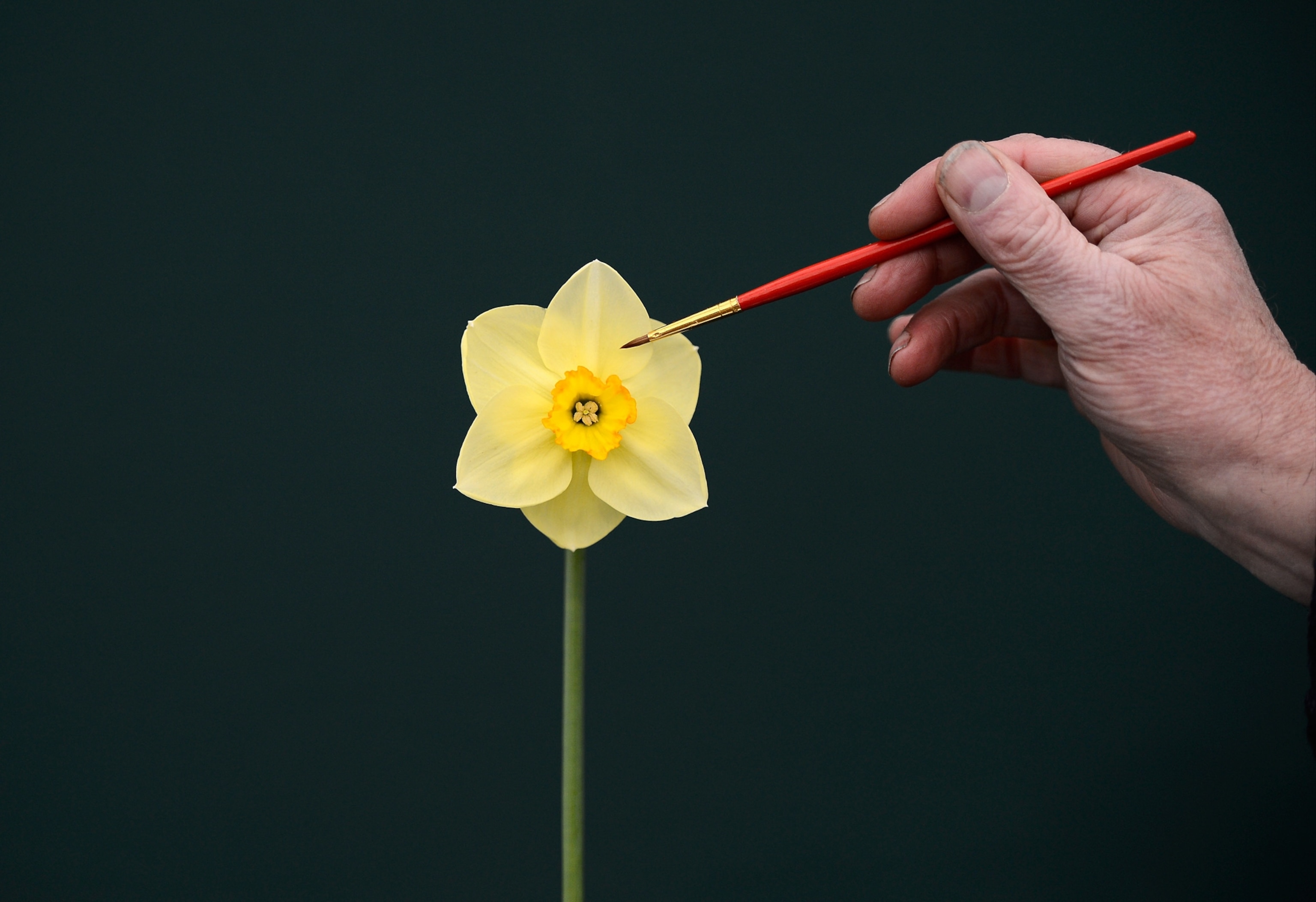 Flower picture -- for gallery of best news pictures of April 2012