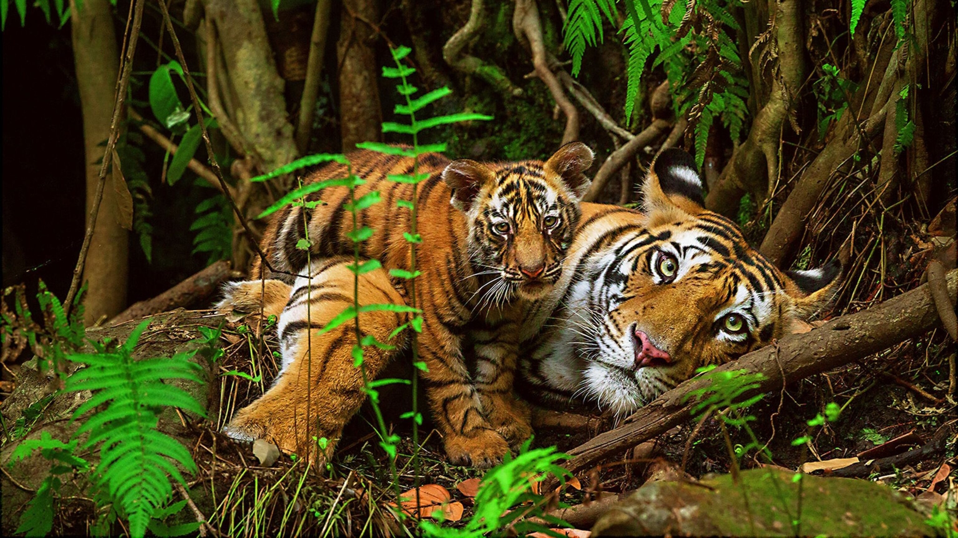 Own Some of Nat Geo's Best Photography | National Geographic