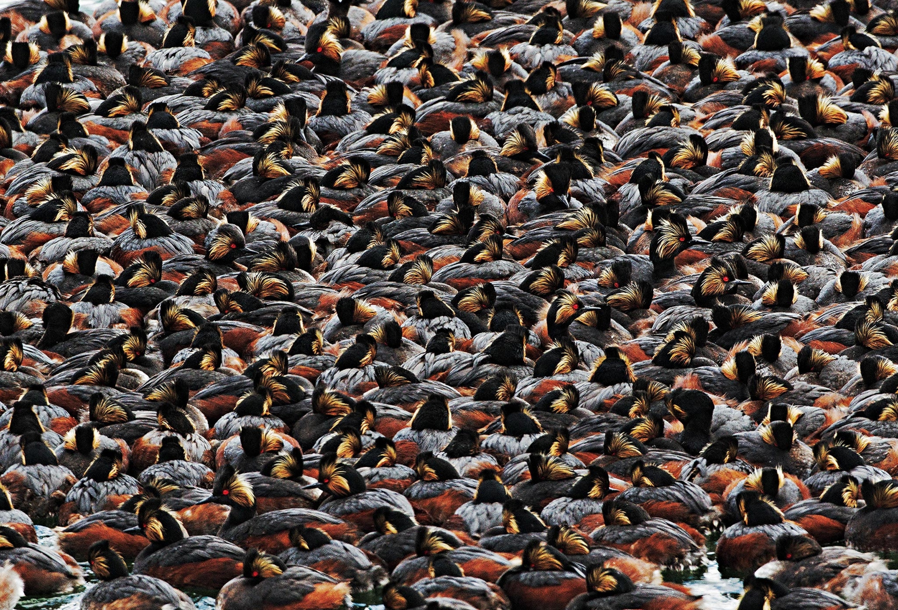 9 Stunning Bird Photos Win Audubon Contest