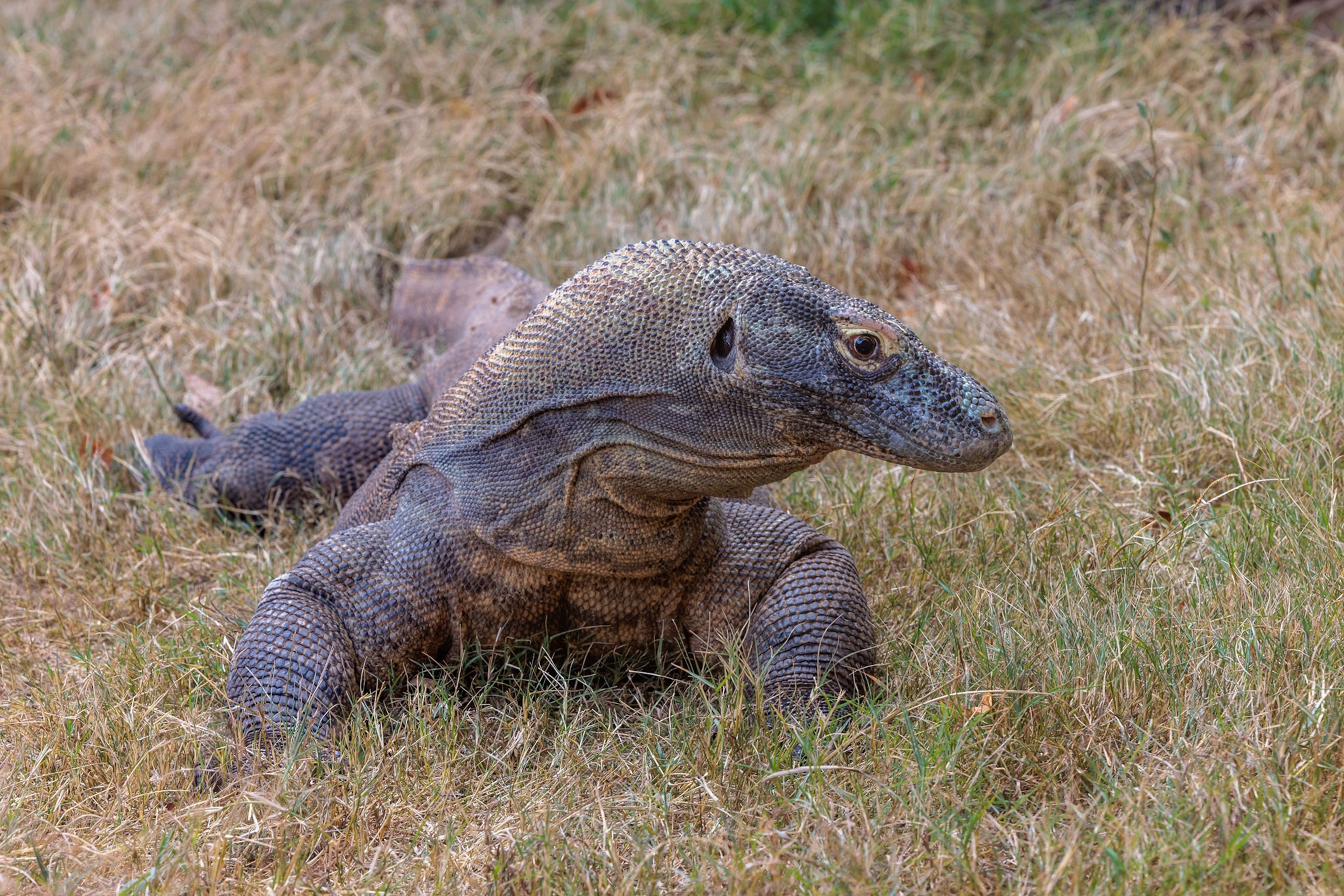 A lizard in short brown grass.