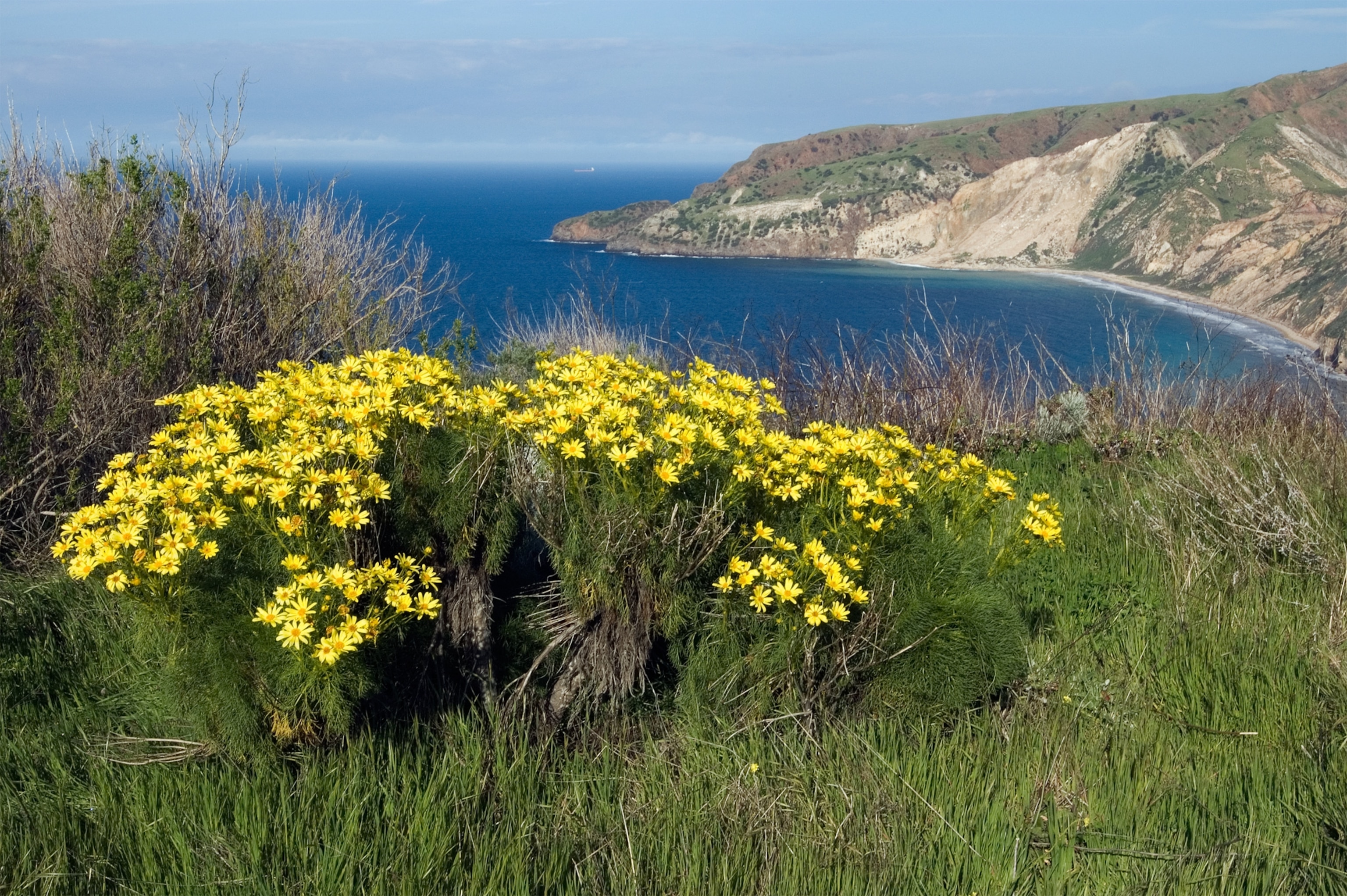 A Channel Islands fox on Santa Cruz Island.