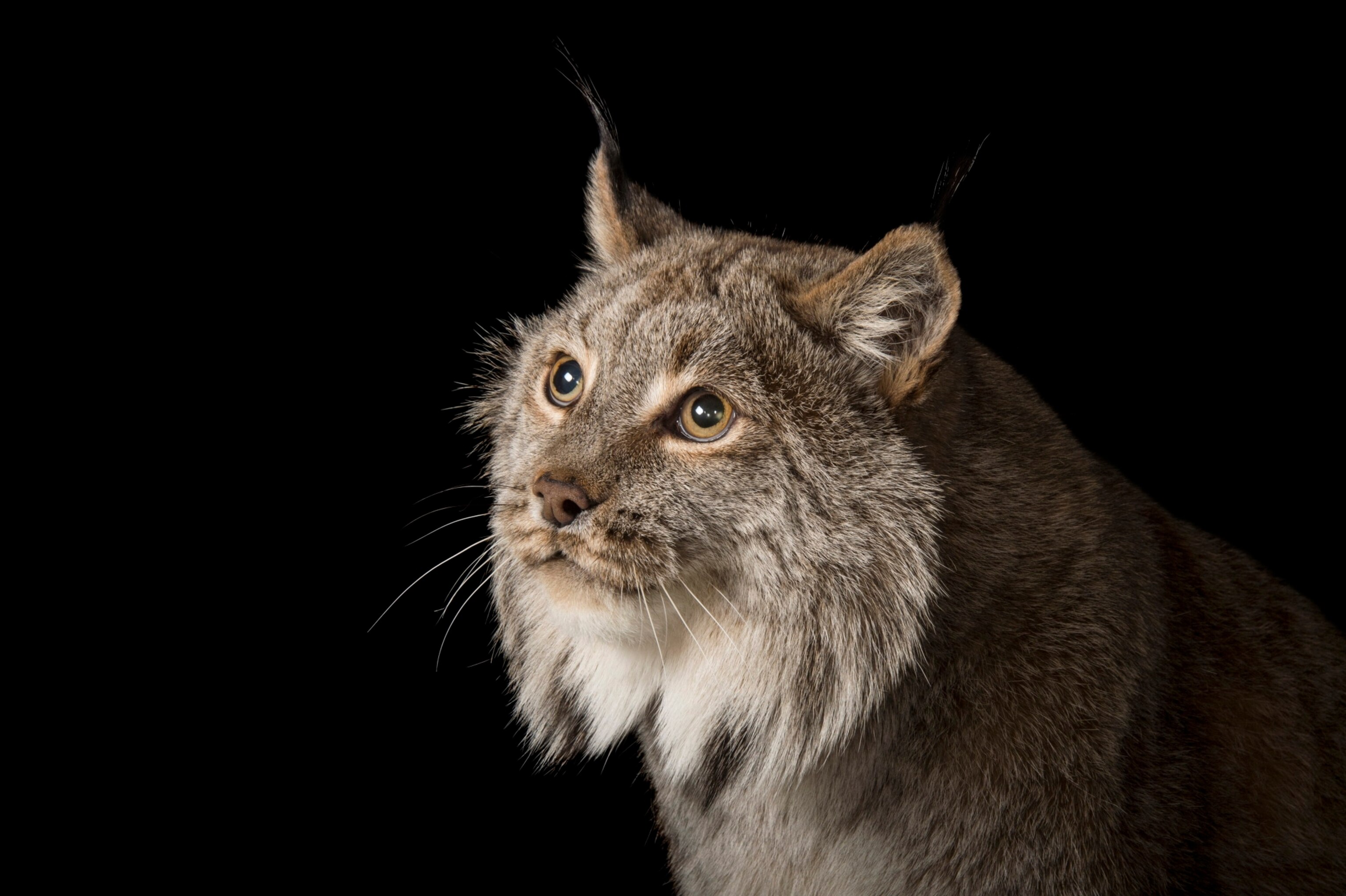 See a different endangered animal in every U.S. state