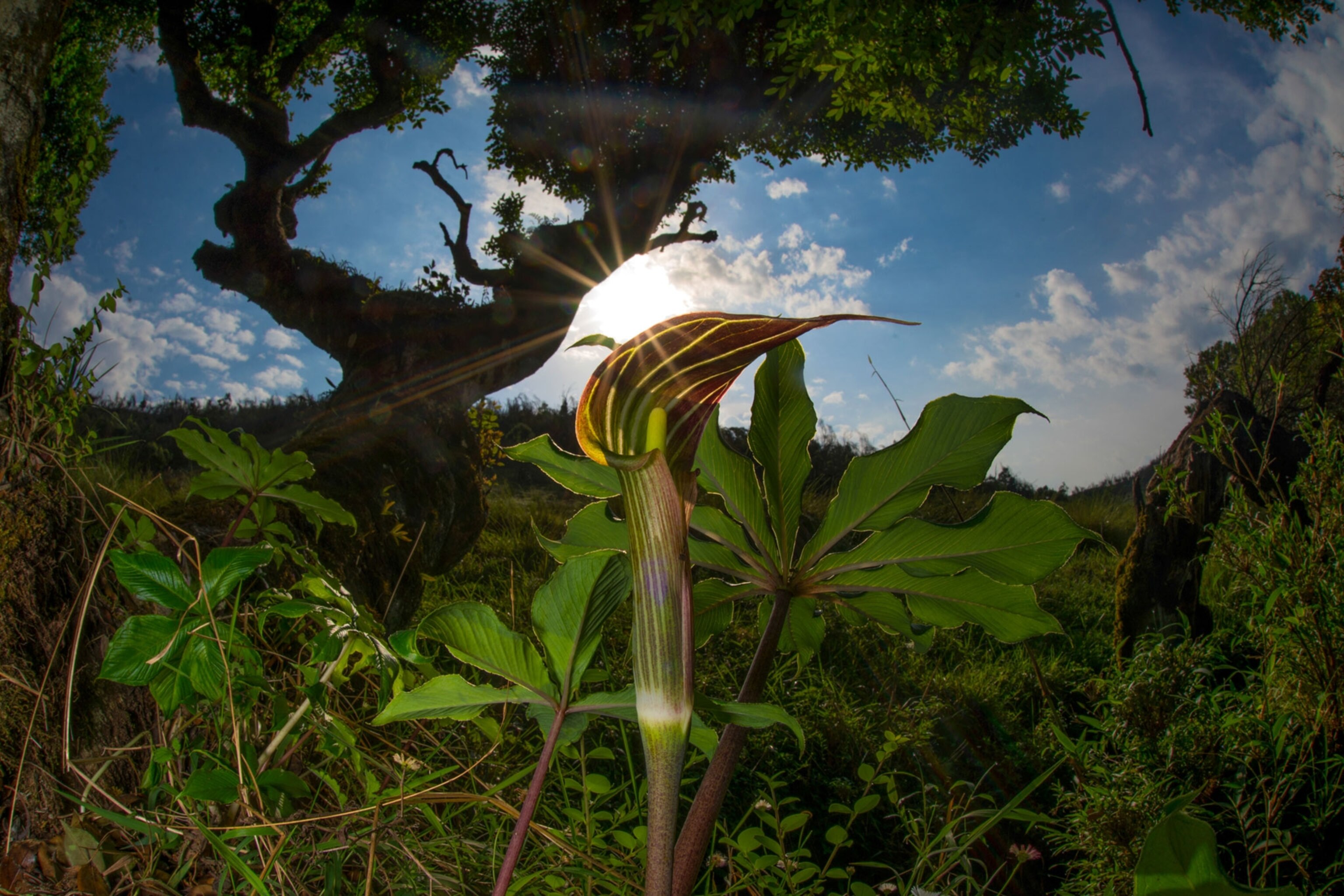 Breathtaking ‘Sky Islands’ Showcase Evolution in Action