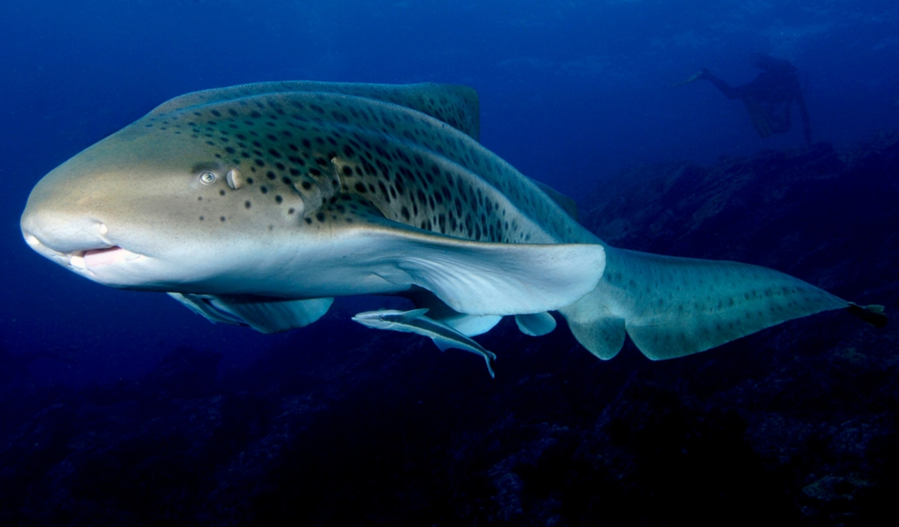 zebra shark, Stegostoma fasciatum, Similan Islands Andaman Sea, Thailand