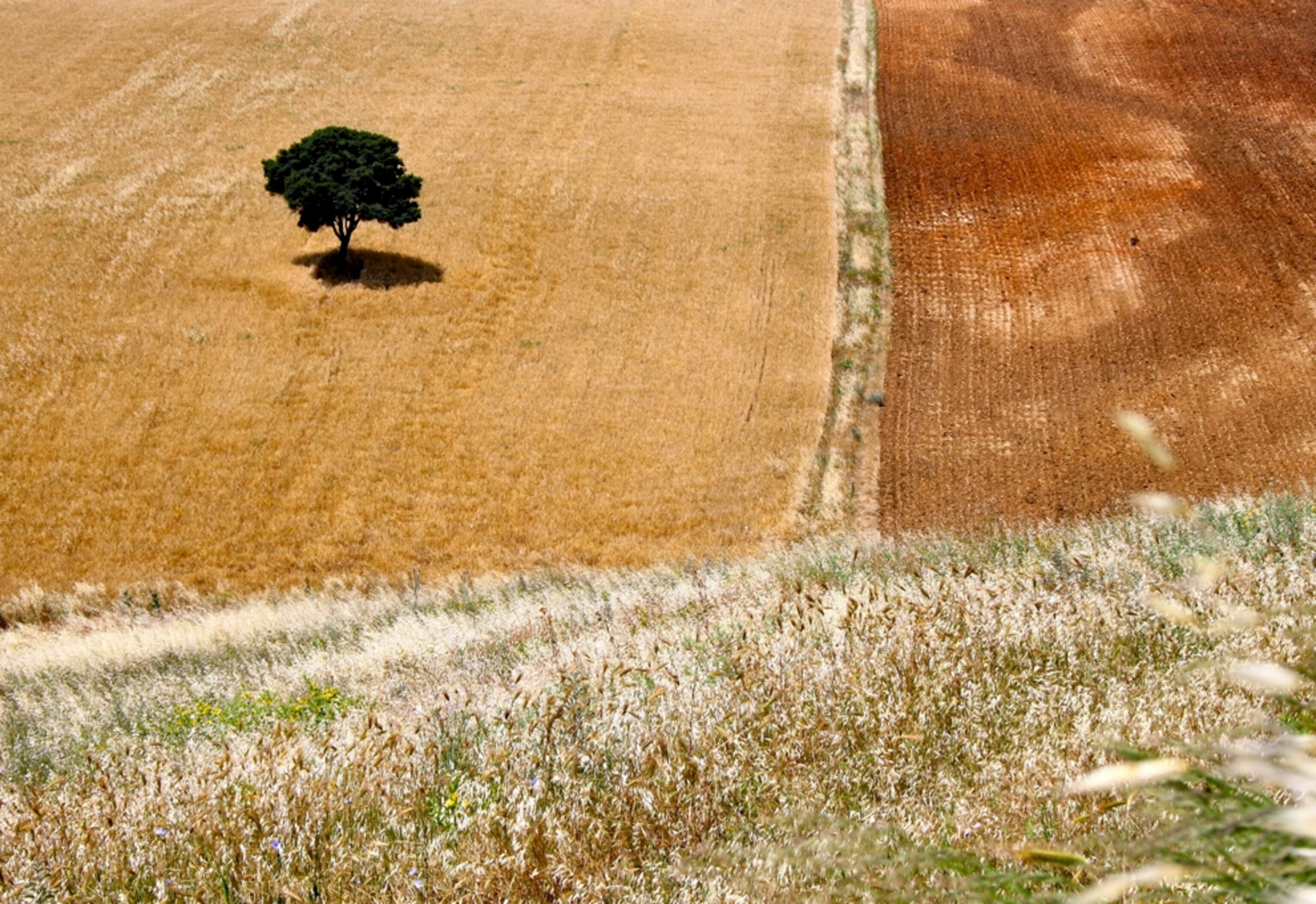 Tree stands alone in a field