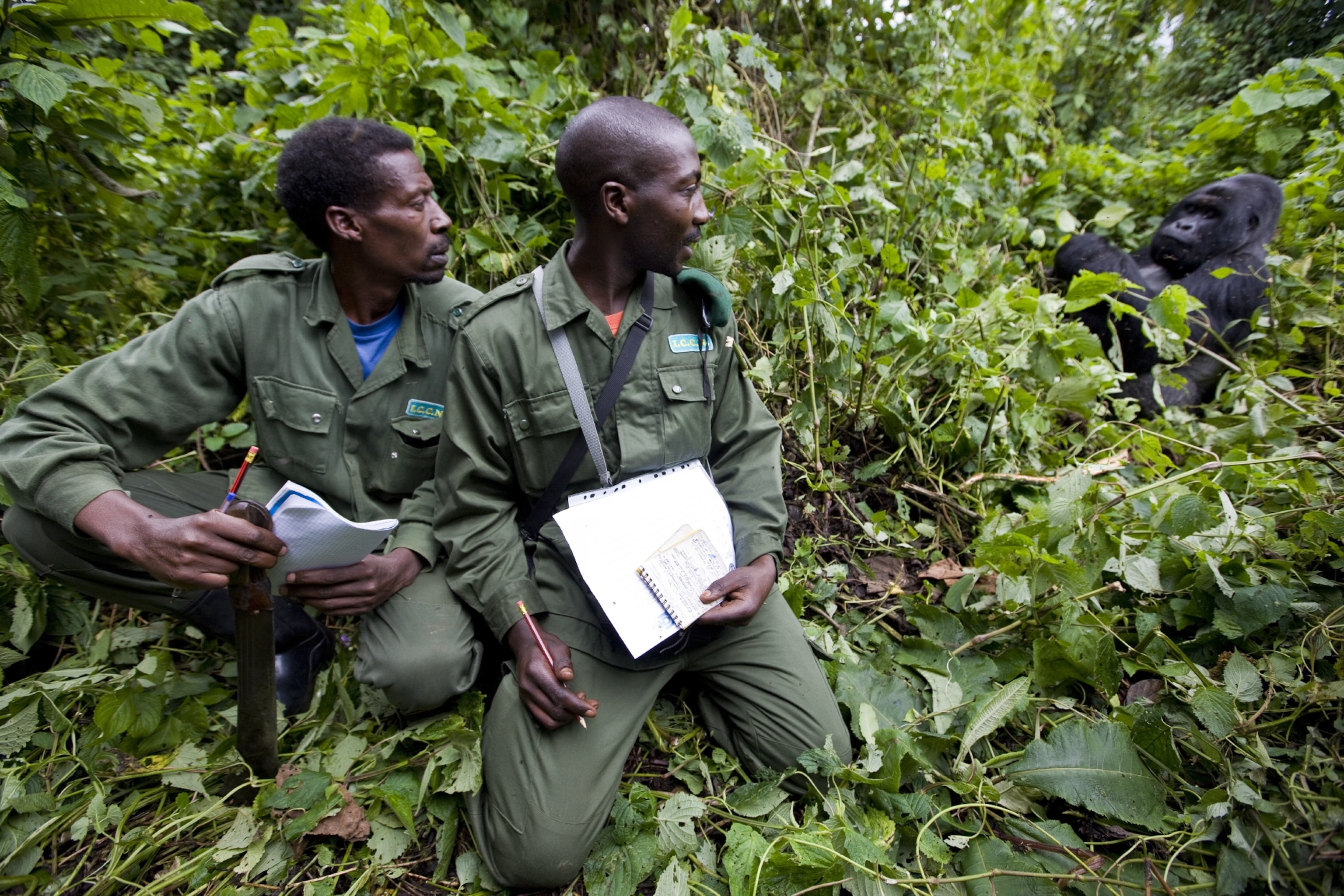 Virunga rangers and gorilla
