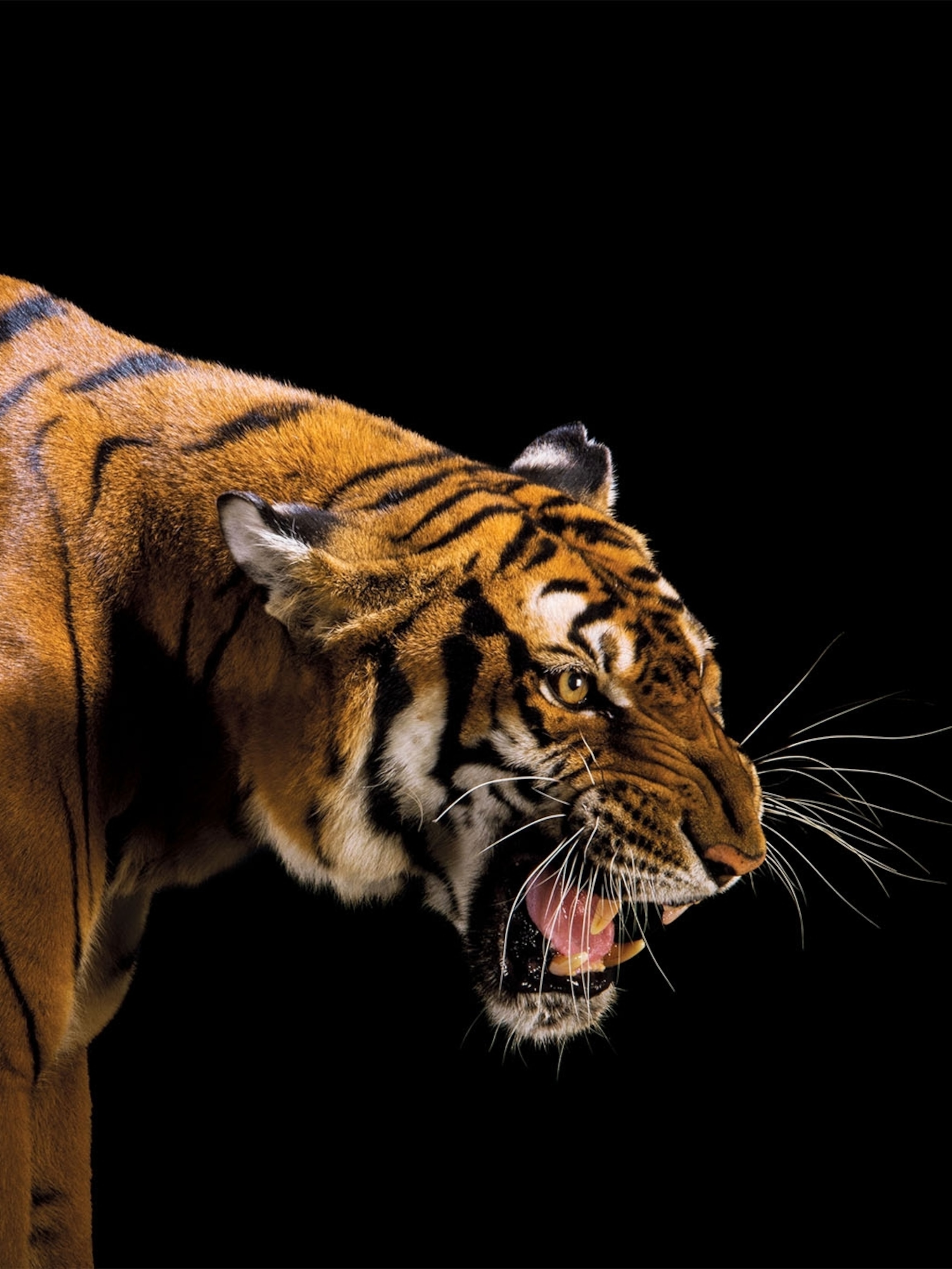 What We Lose When Animals Go Extinct