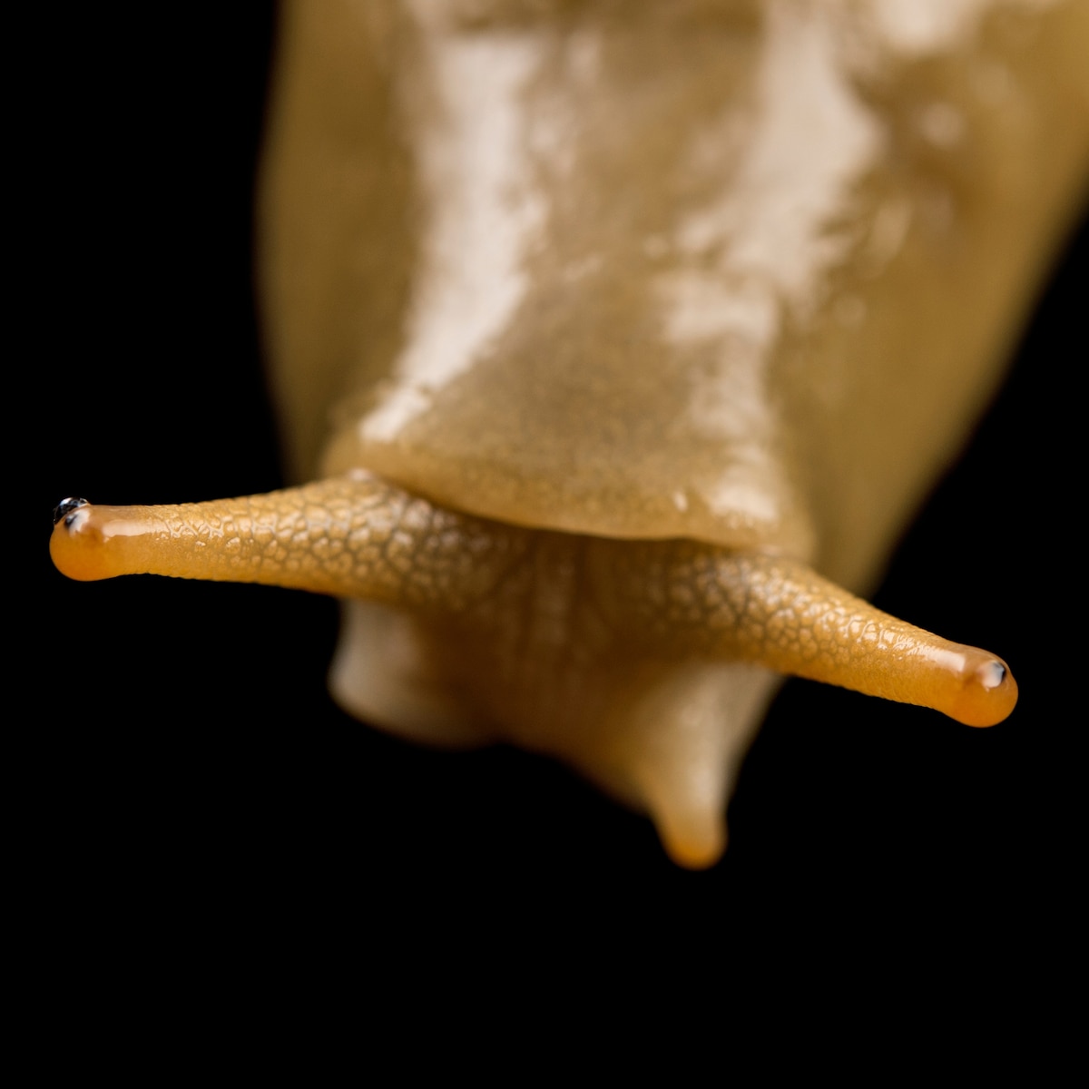 Banana slug, facts and photos