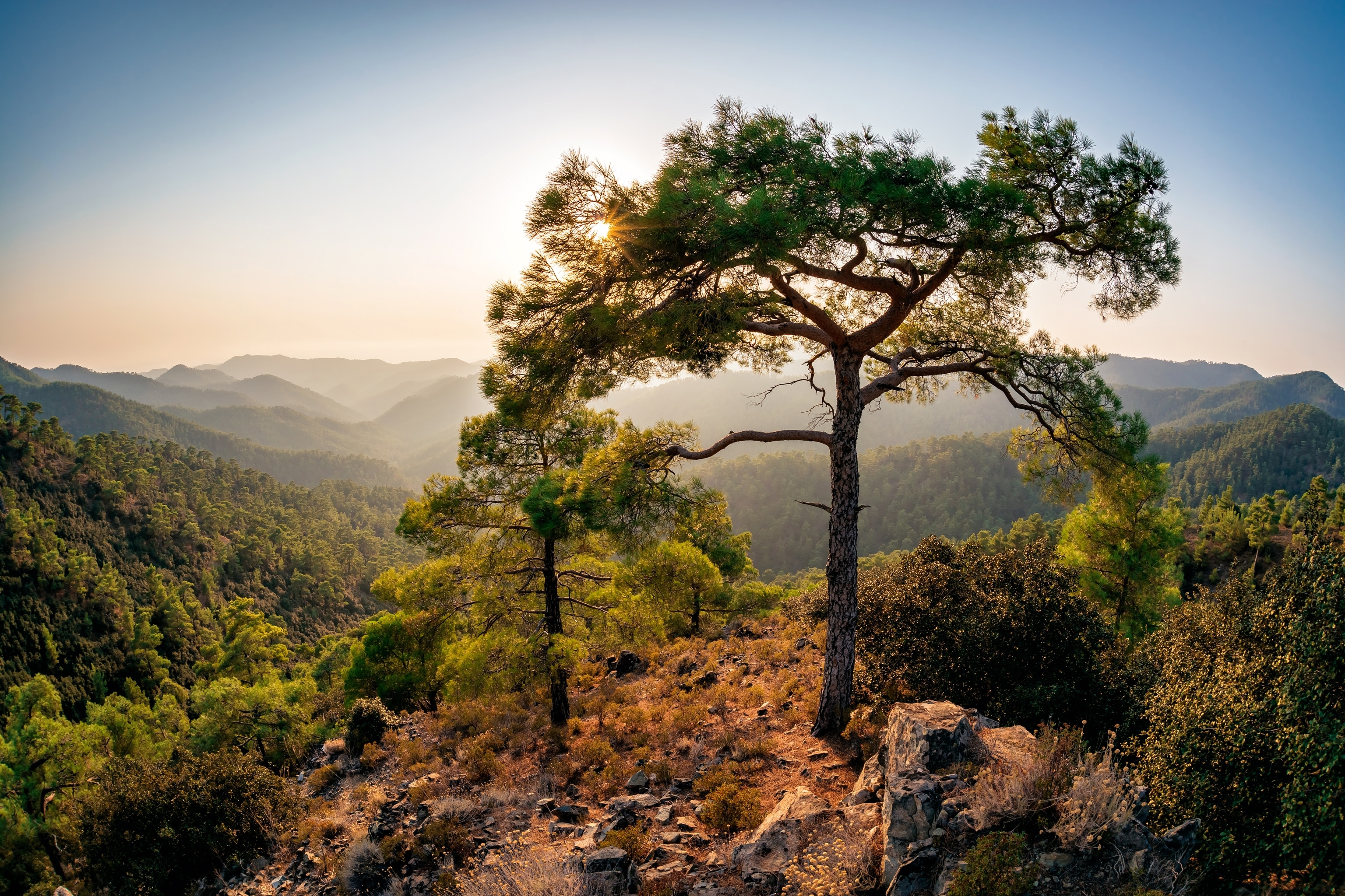 Tree at top of mountain on Cyprus hill