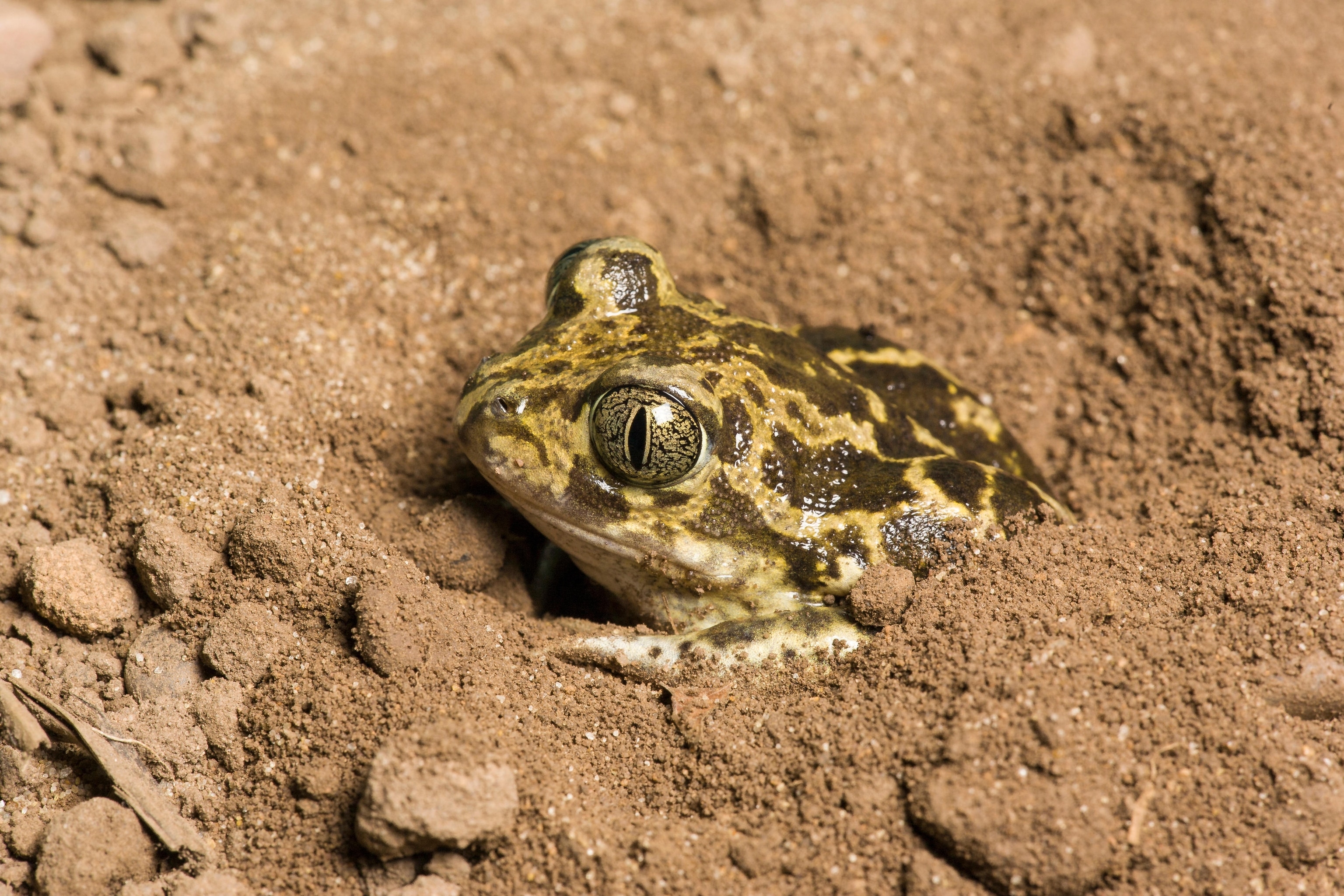 A Western spadefoot toad sits halfway buried in dirt