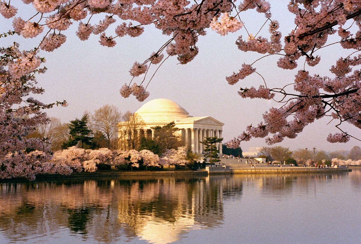 How cherry blossoms came to the United States