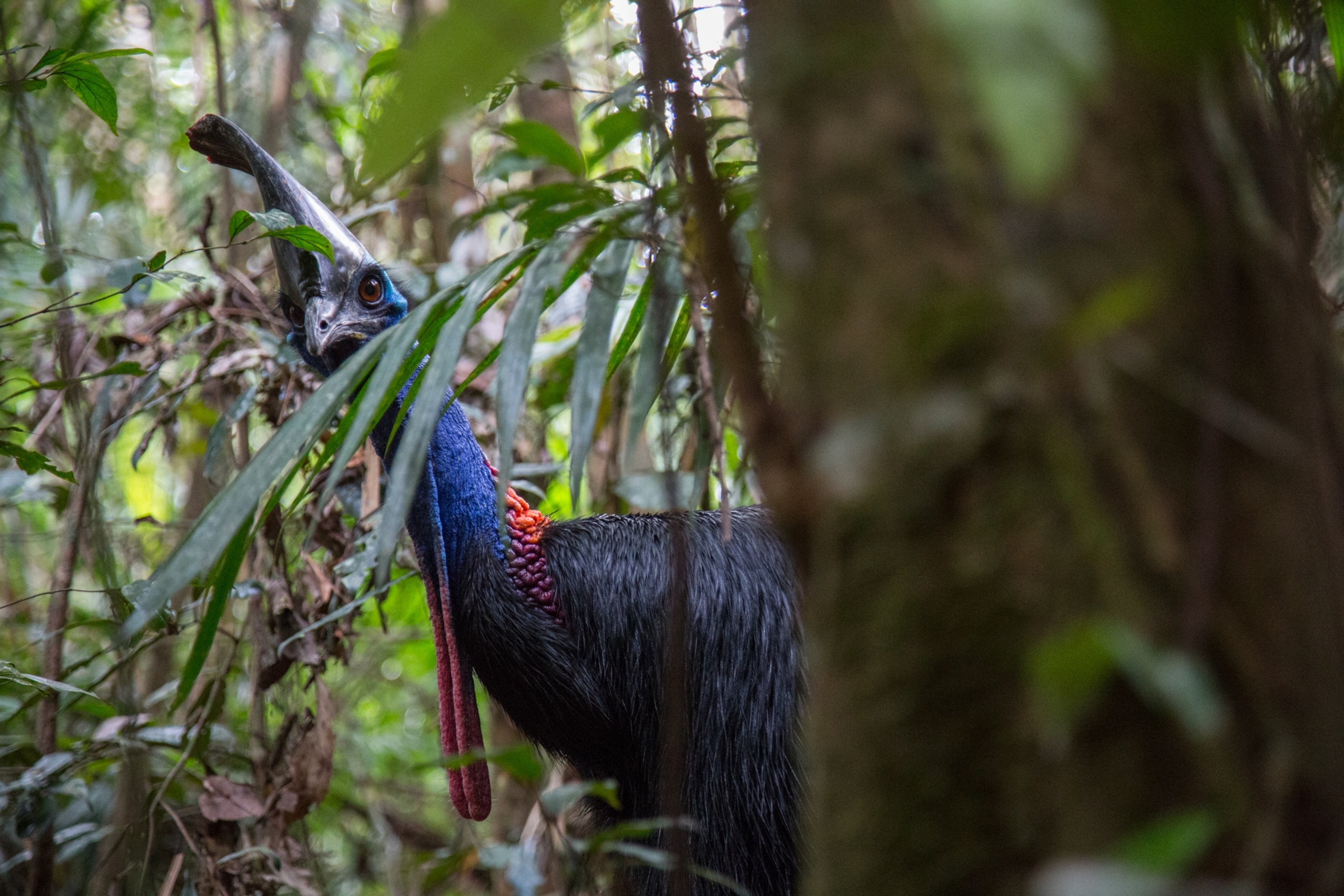 A cassowary peers from behind a tree.