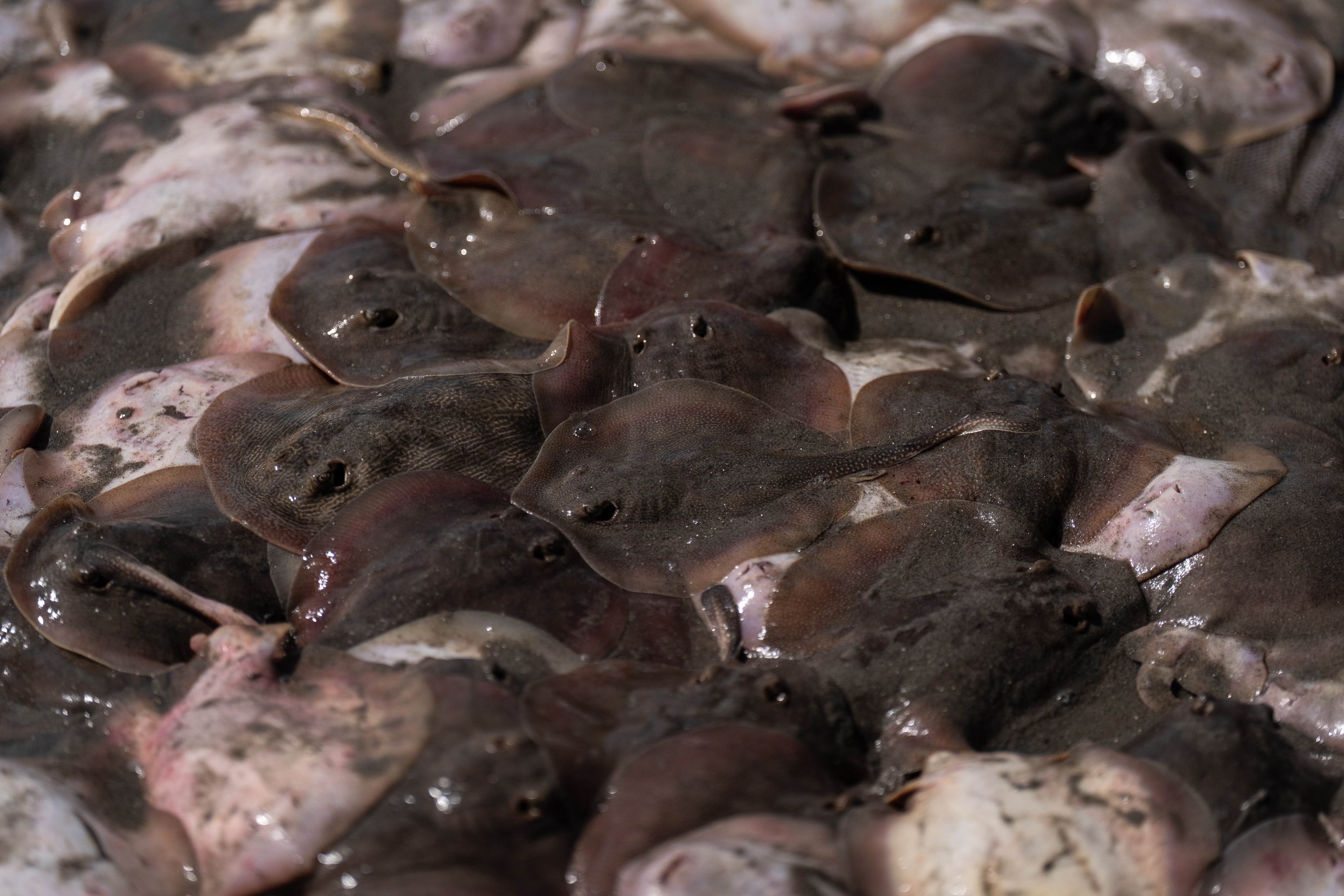 Gray and pink stingrays lay piled on top of each other